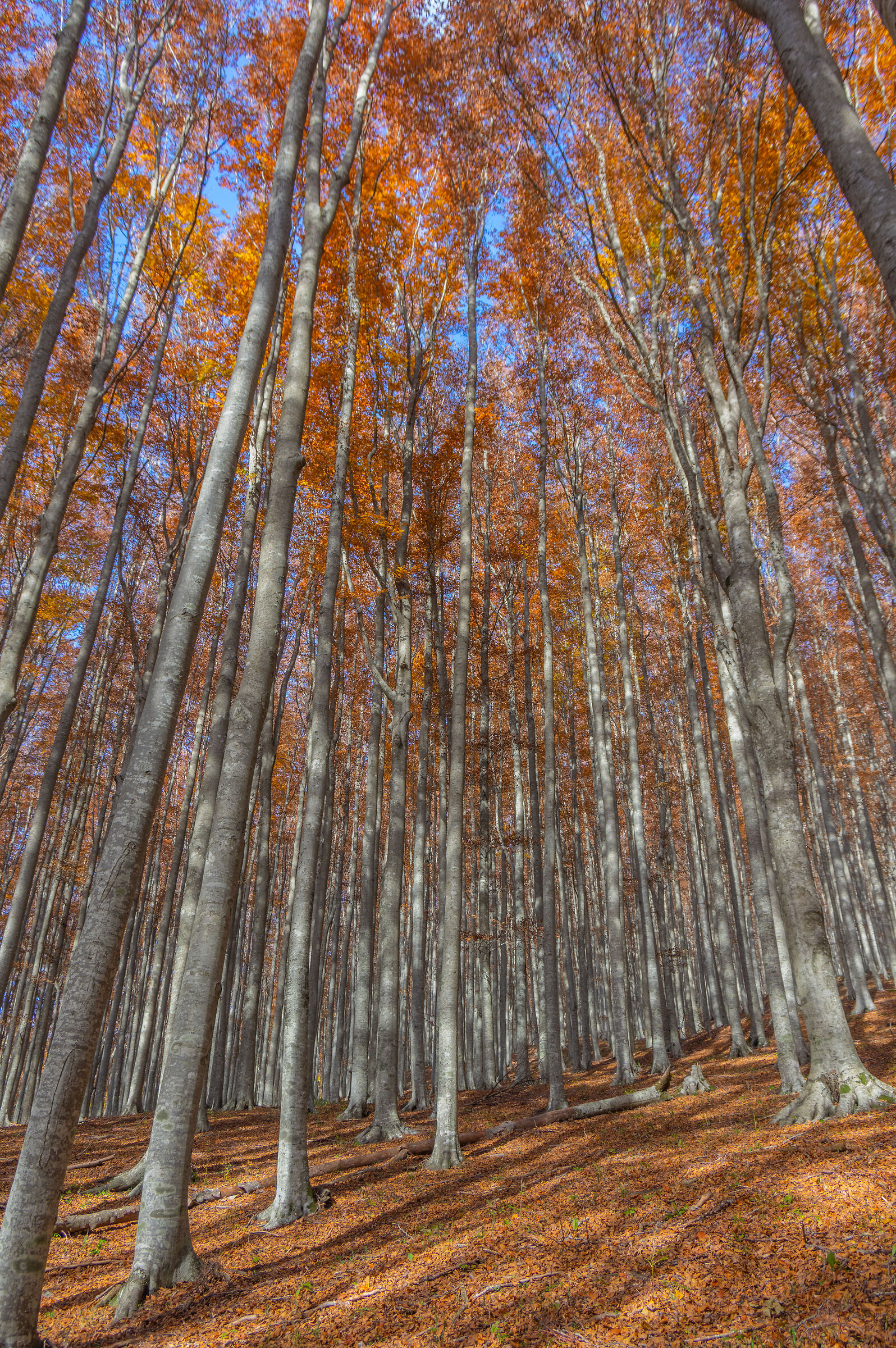 dint Badia Prataglia (AR) - Italy