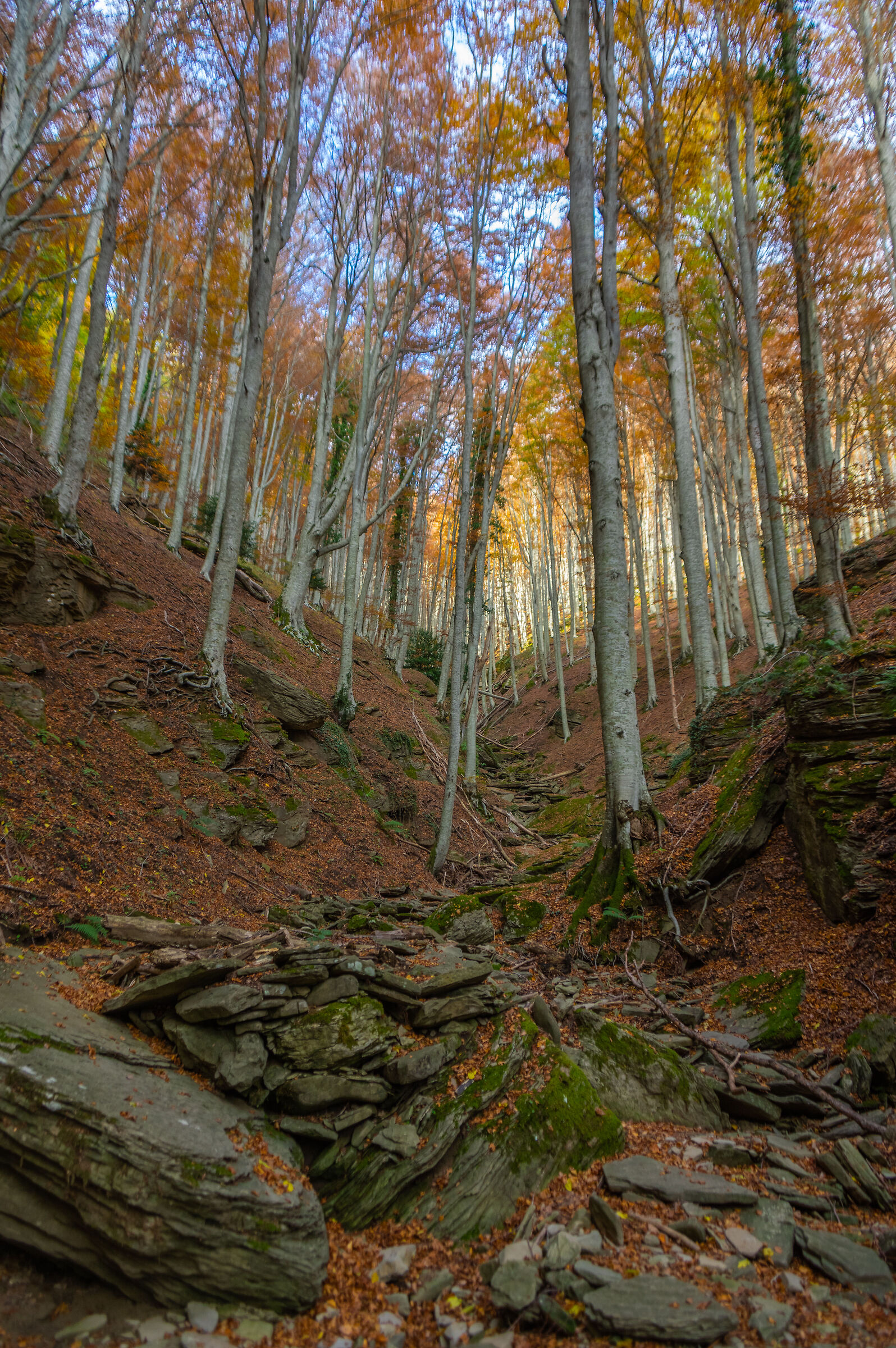 dint Badia Prataglia (AR) - Italy