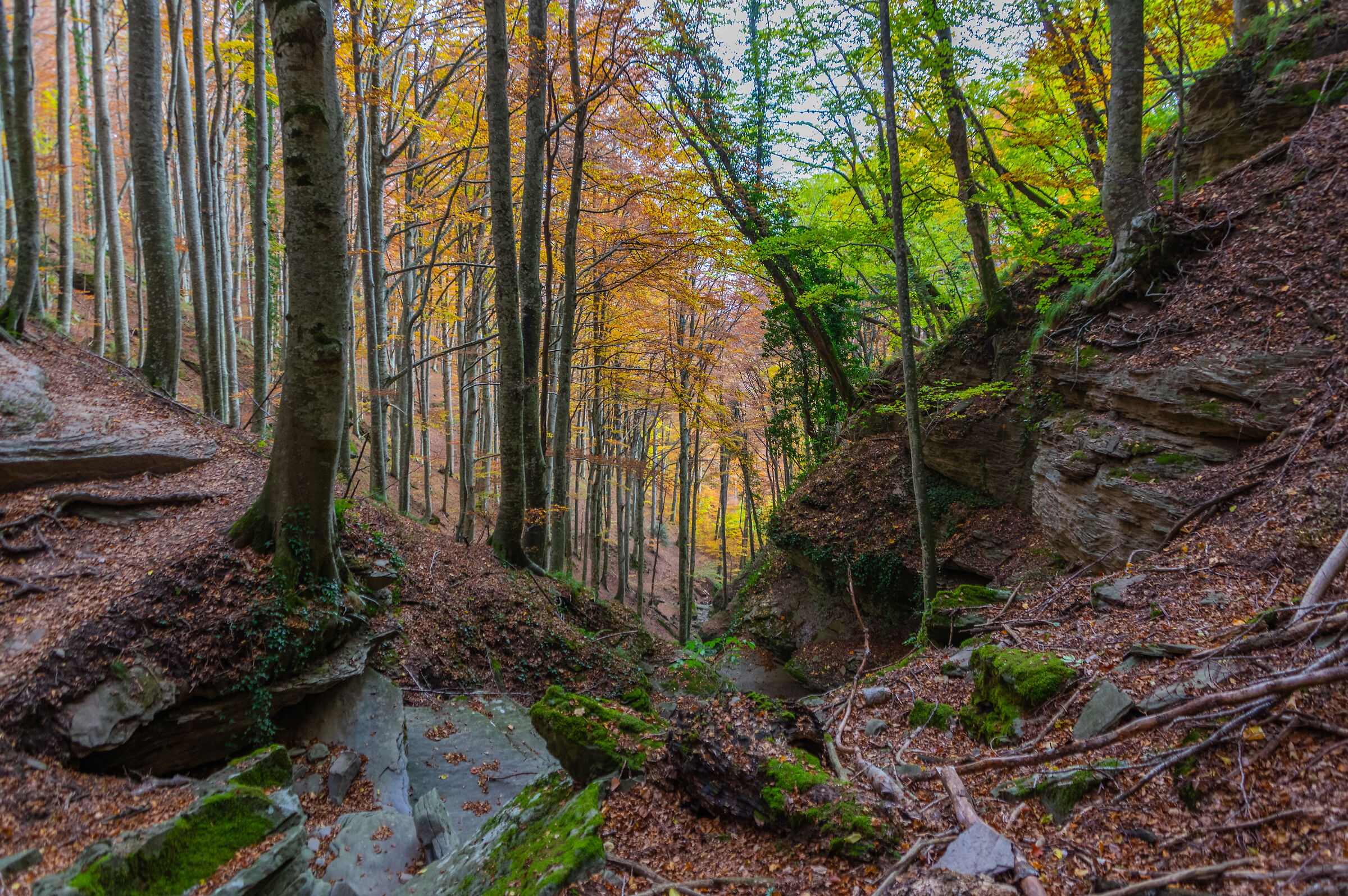 dint Badia Prataglia (AR) - Italy