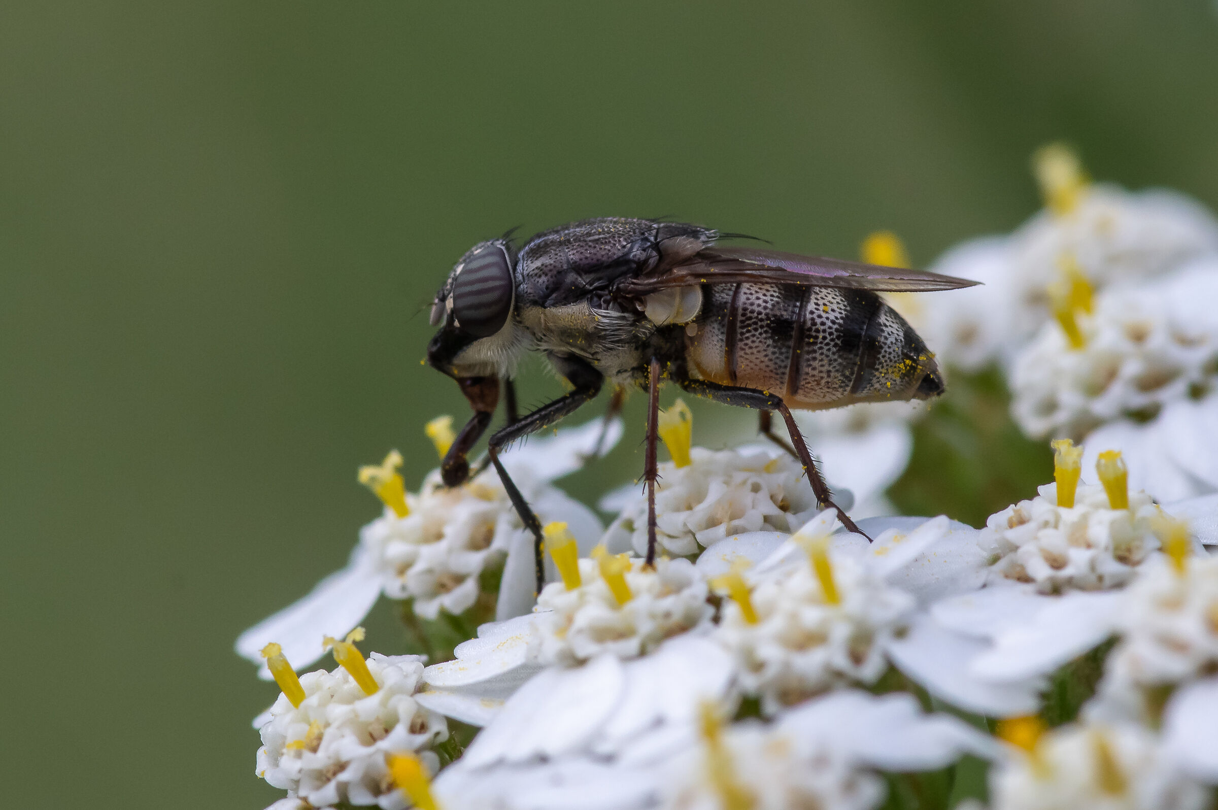 Diptera