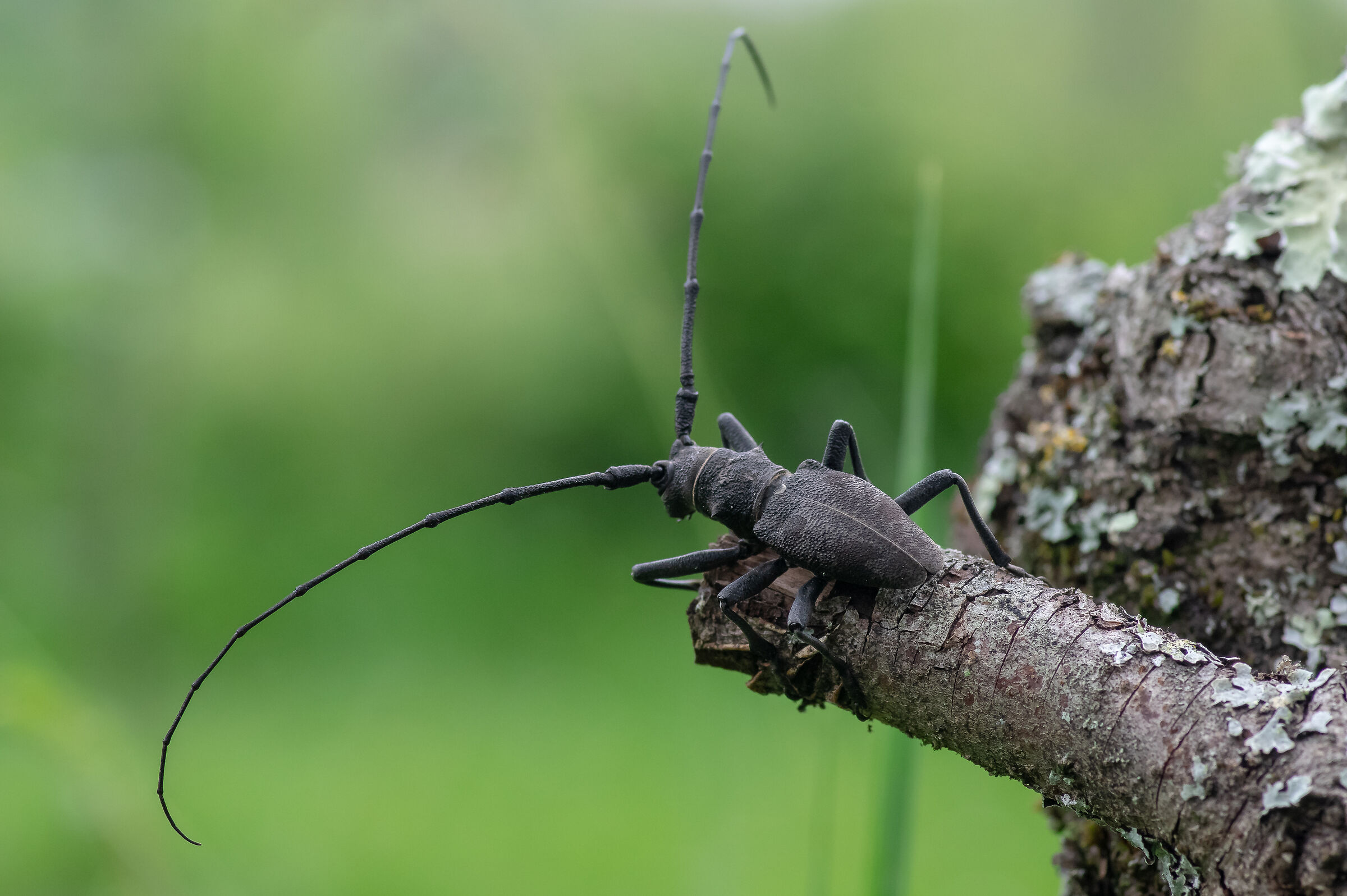 Morinus asper (Cerambycidae)