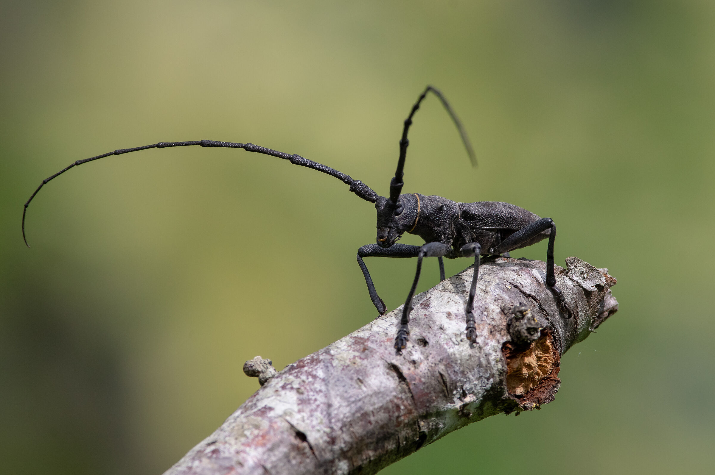 Morinus asper (Cerambycidae)