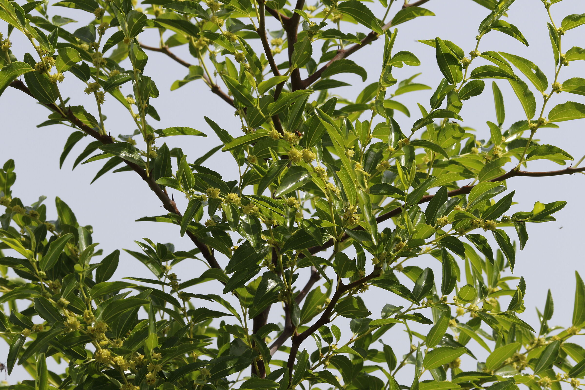 Canon 7d ii / 135 F.2 L