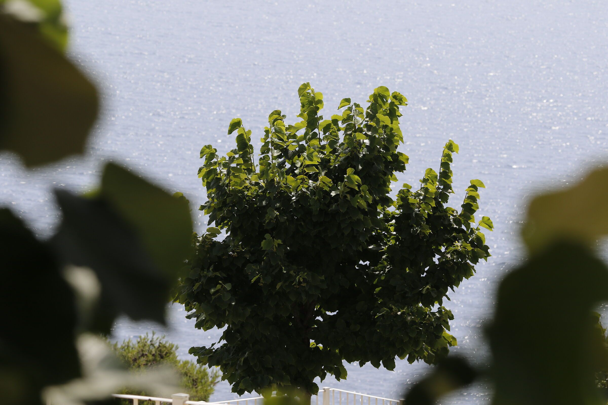 Canon 7d ii / 135 F.2 L