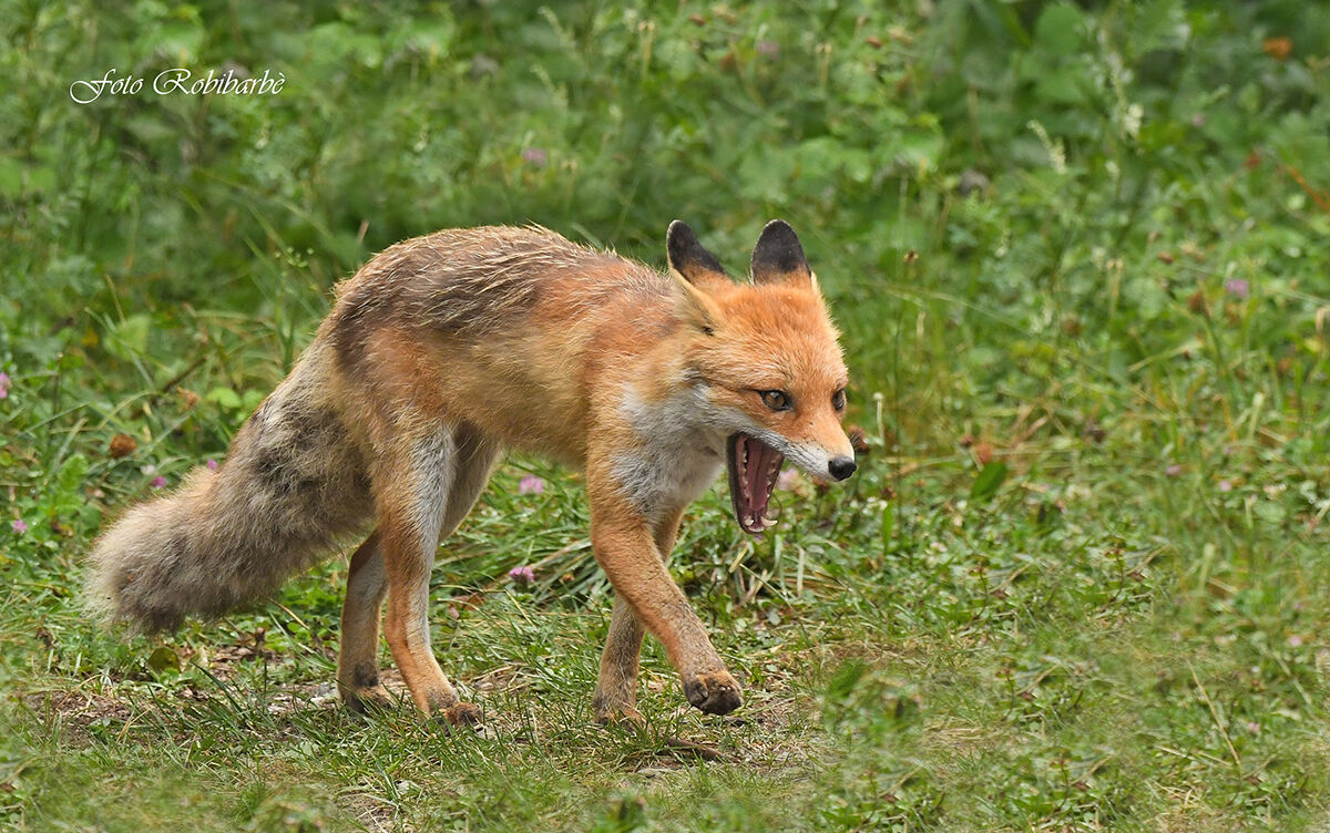 La Volpe che trotta...