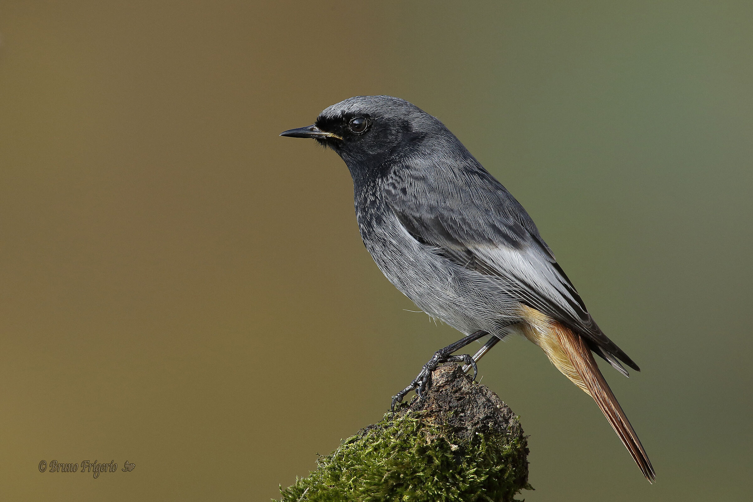 black redstart