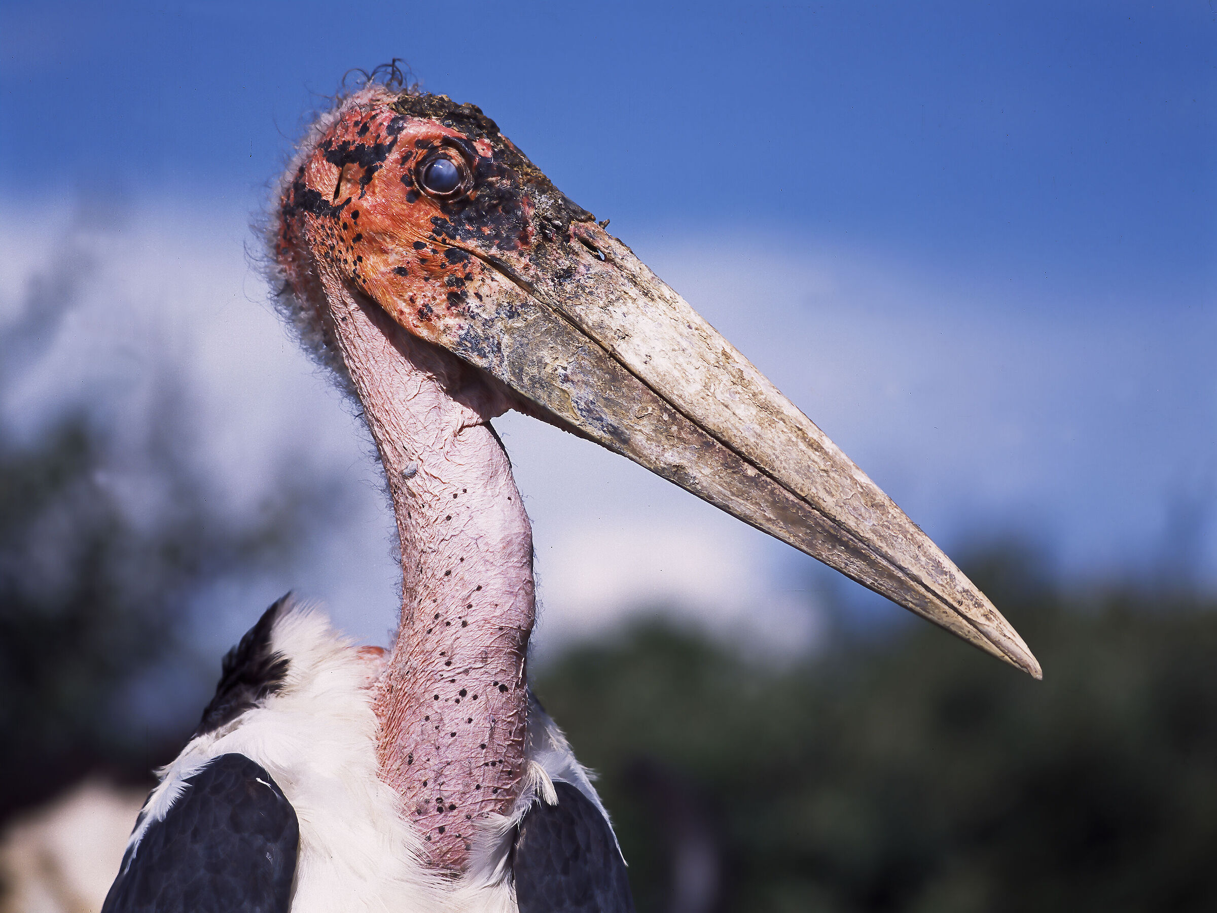 il mio lato migliore