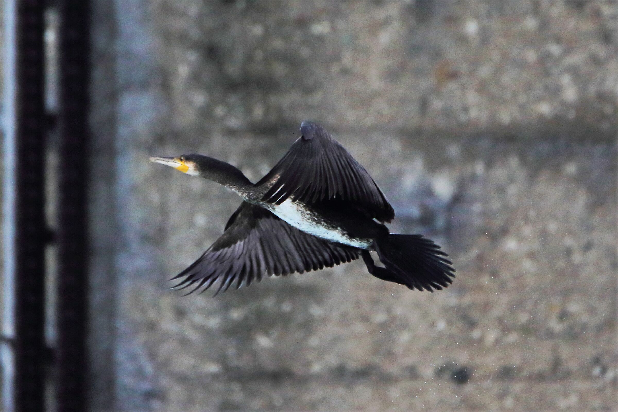cormorant