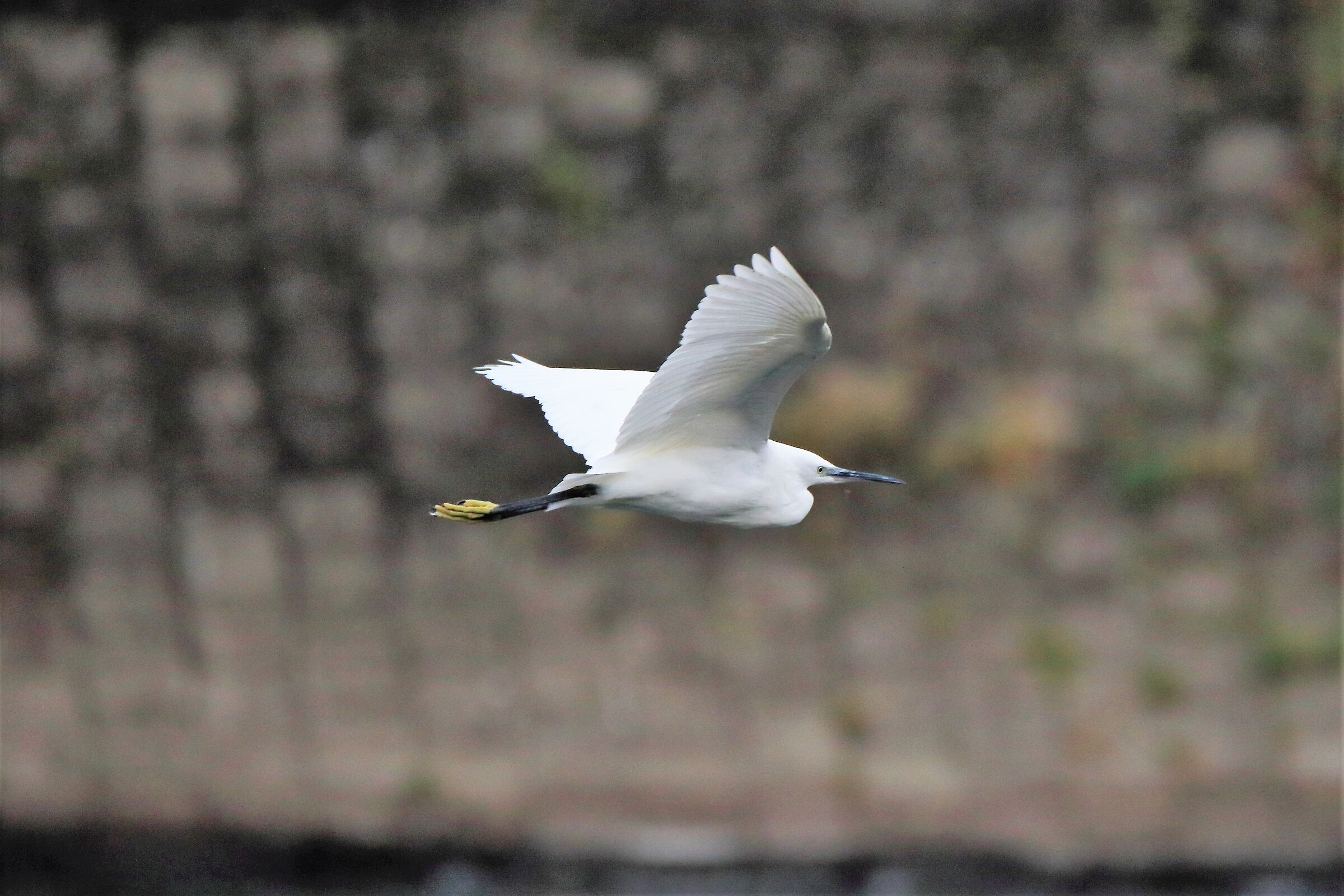 egret