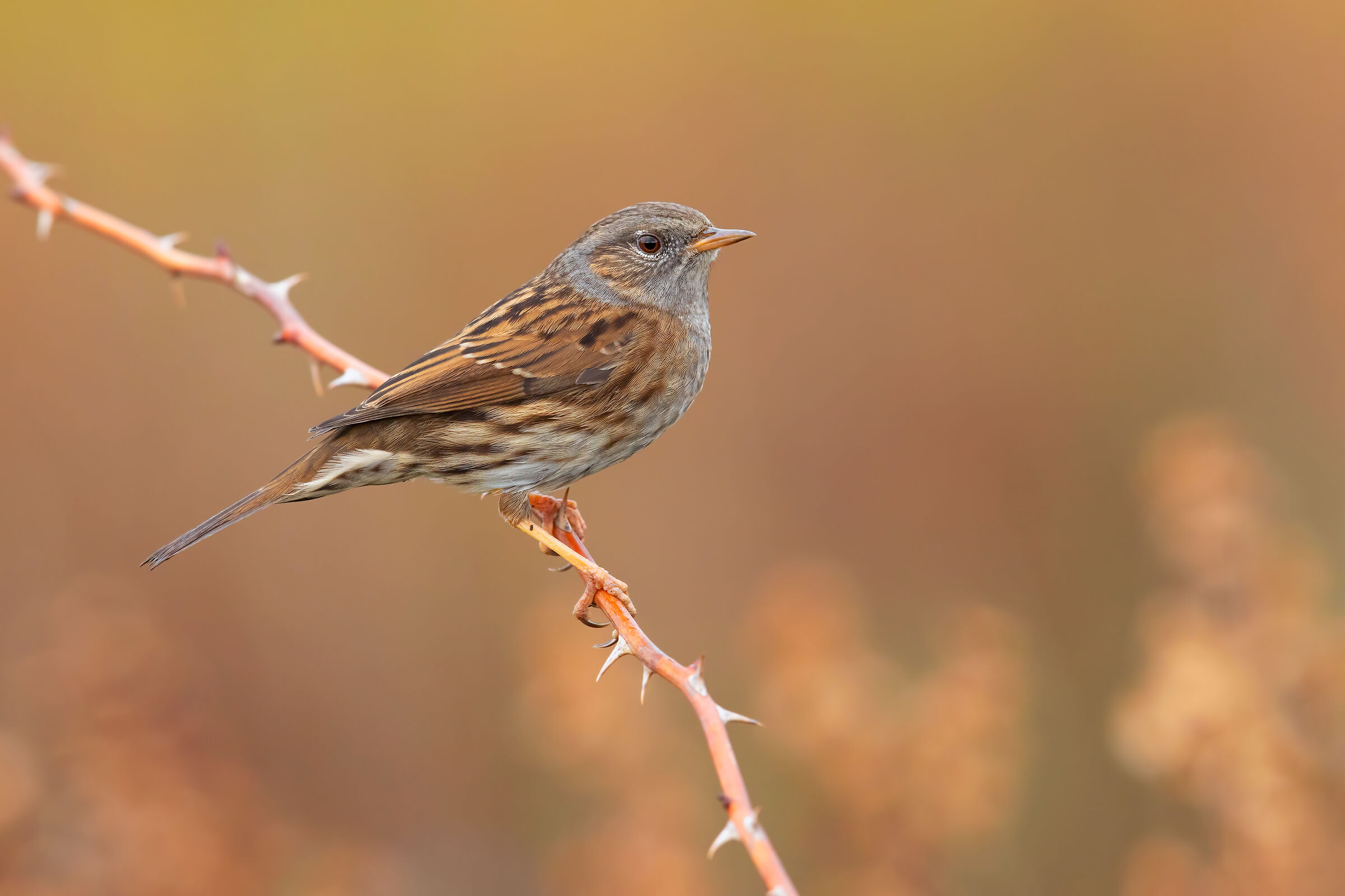 Dunnock