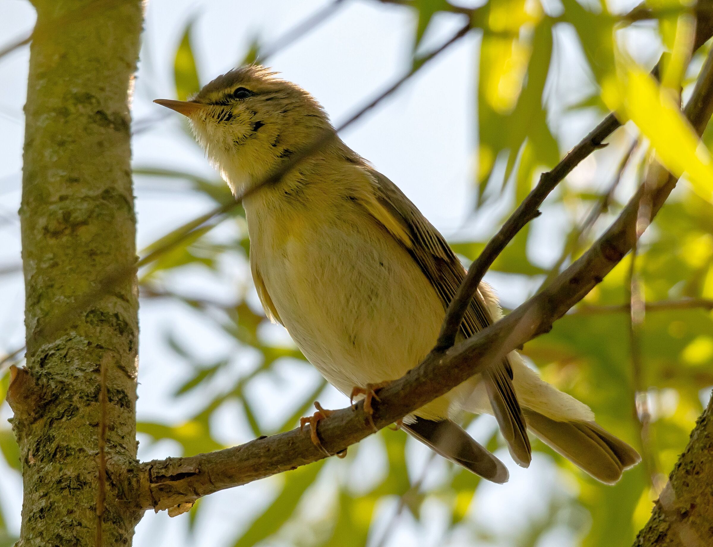 Lui Grosso (Phylloscopus trochilus) in stop 13/04/2021