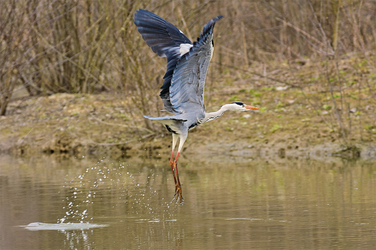heron takeoff