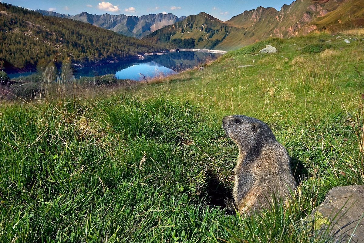 Marmotta al Lago Ritom