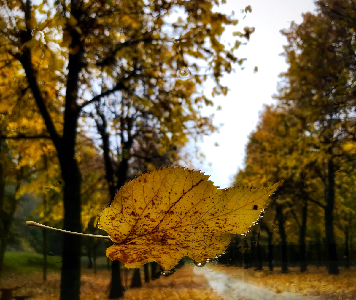The essence of autumn