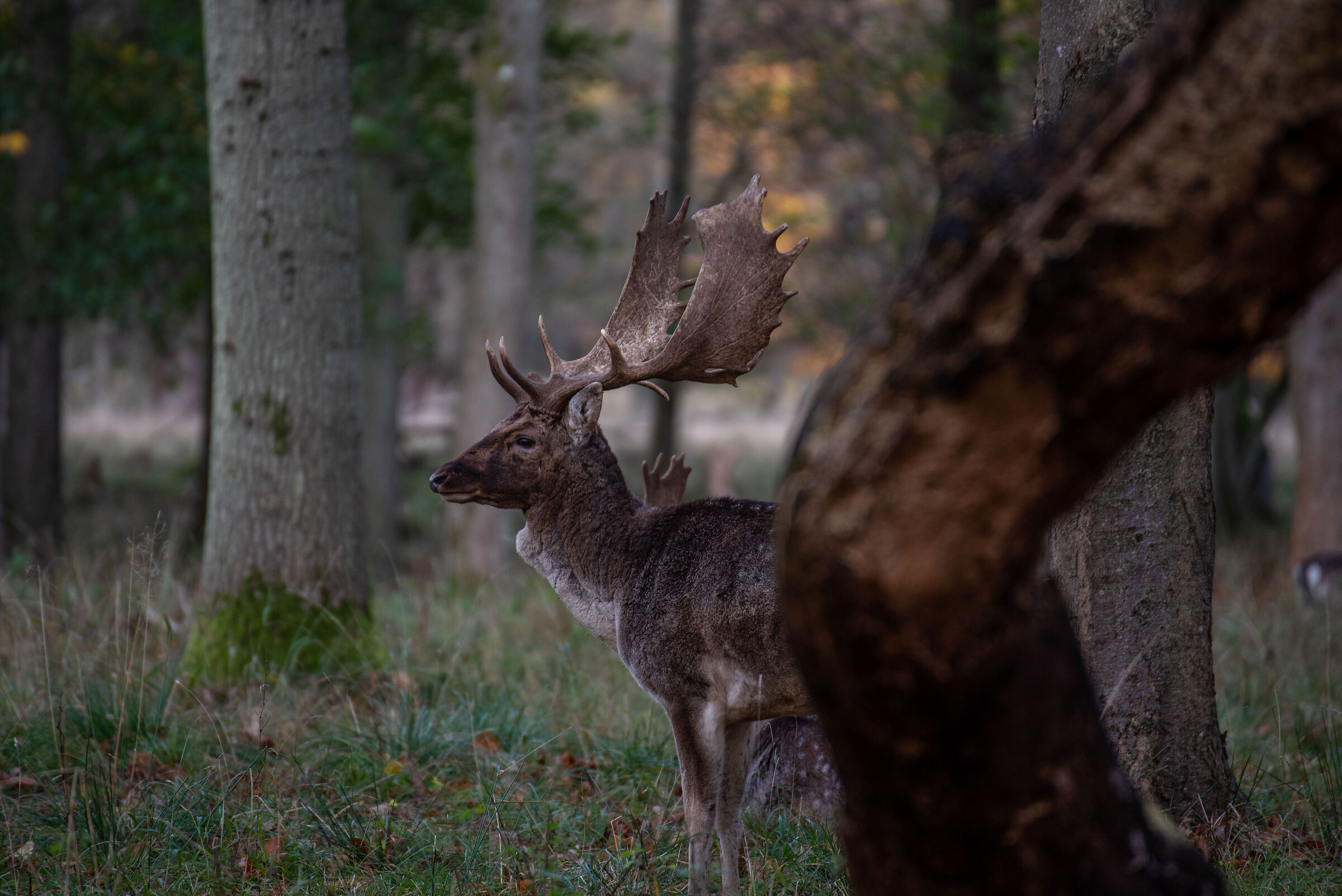 fallow deer