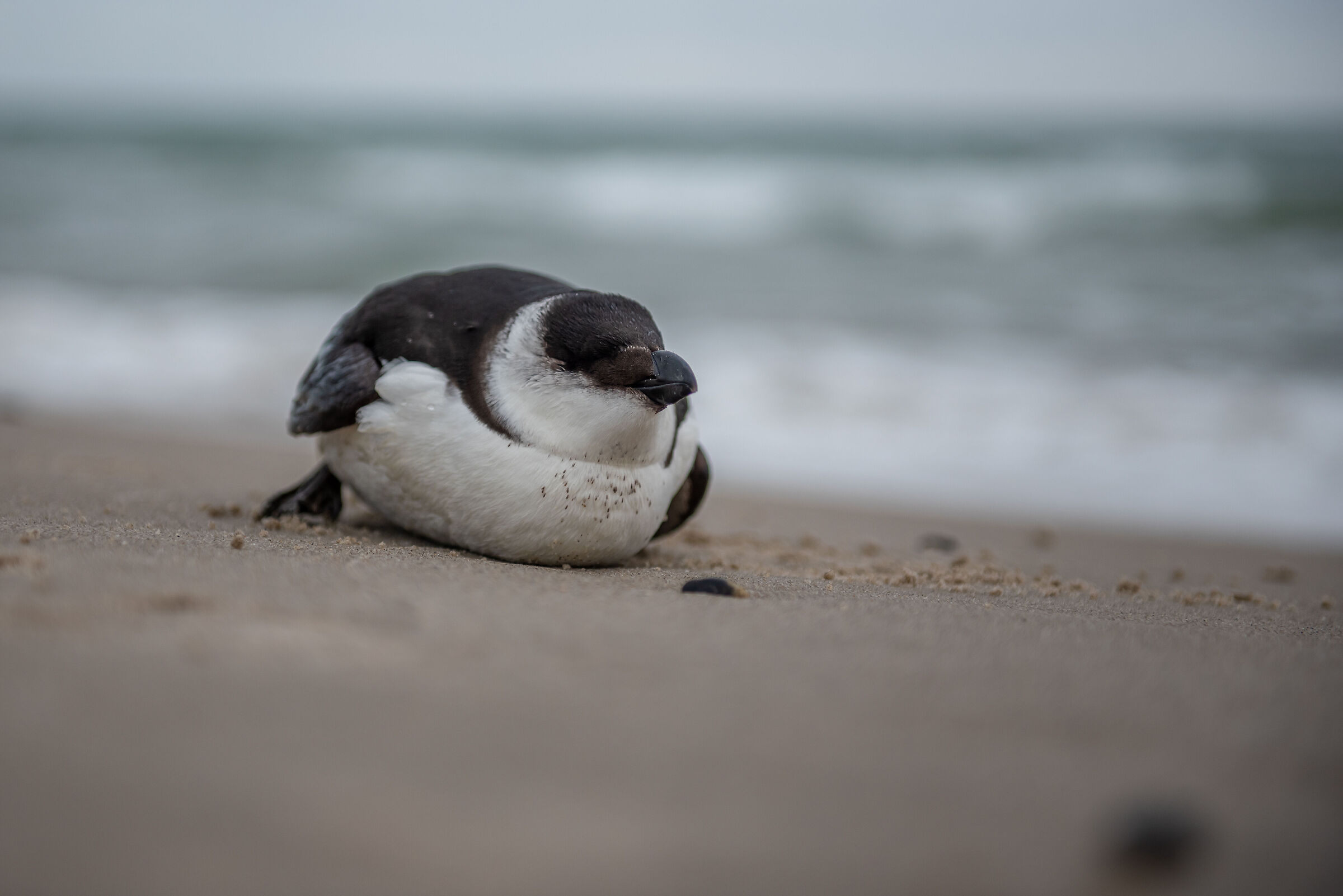 penguin