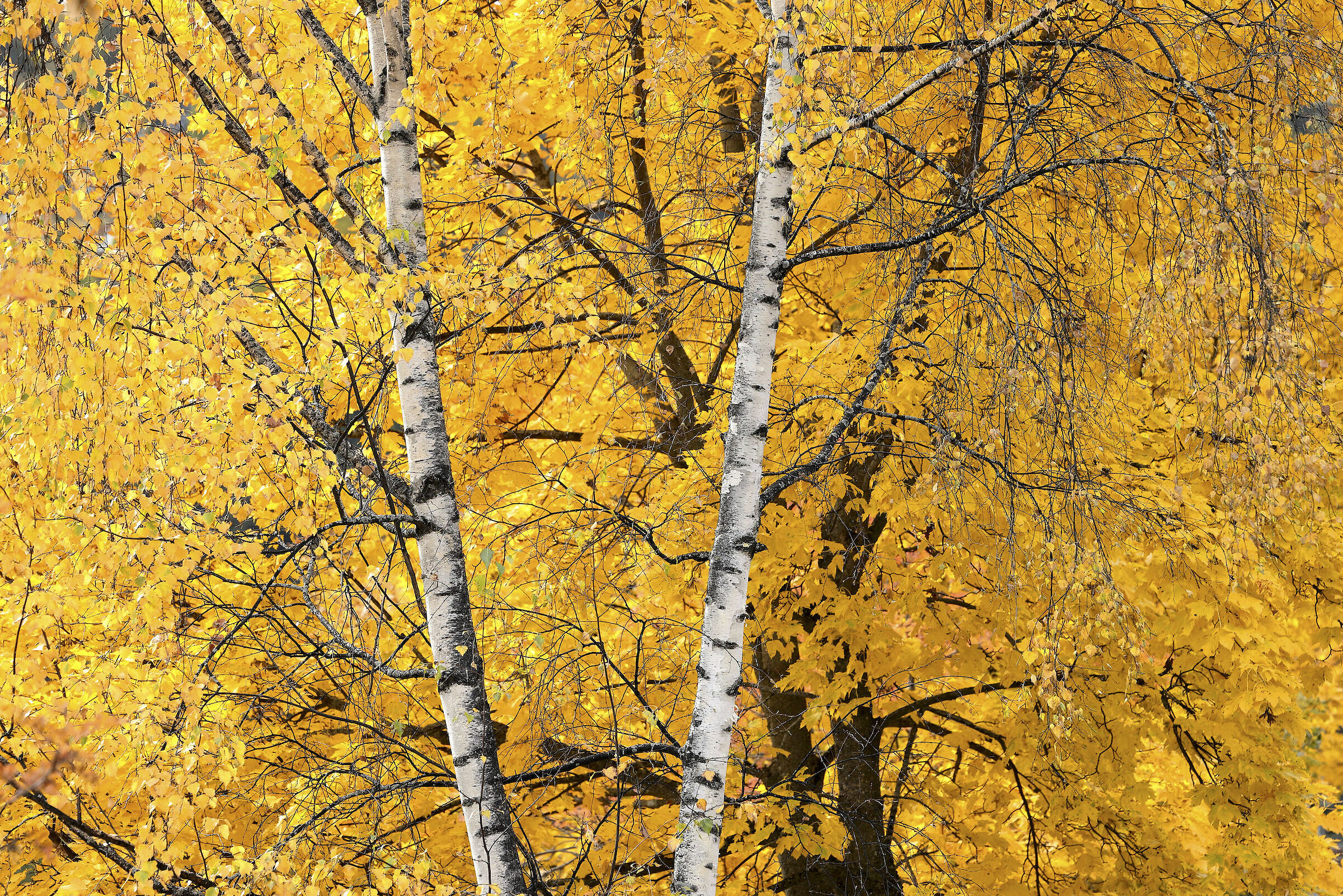 Athestinal birches
