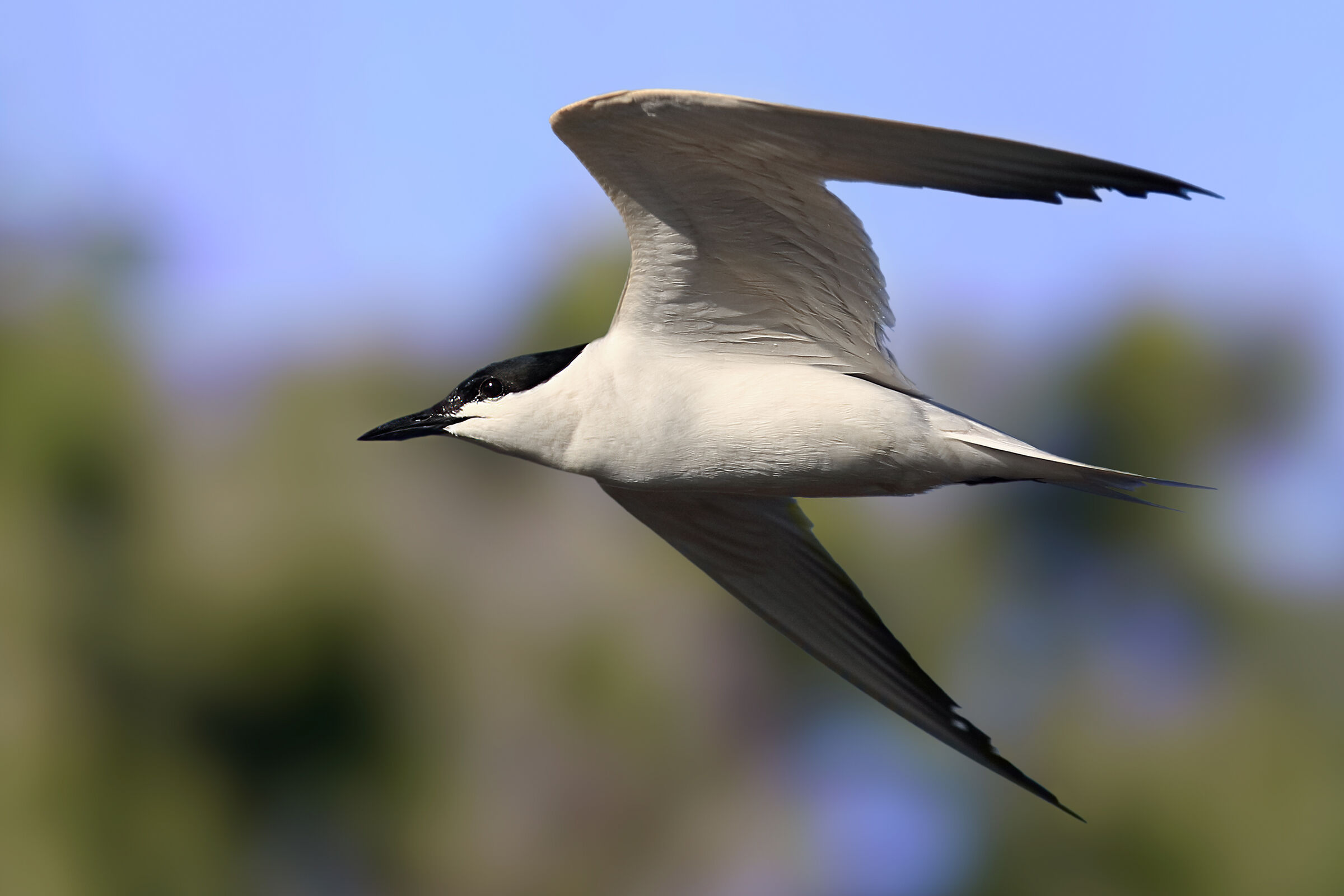 Gull-billed tern
