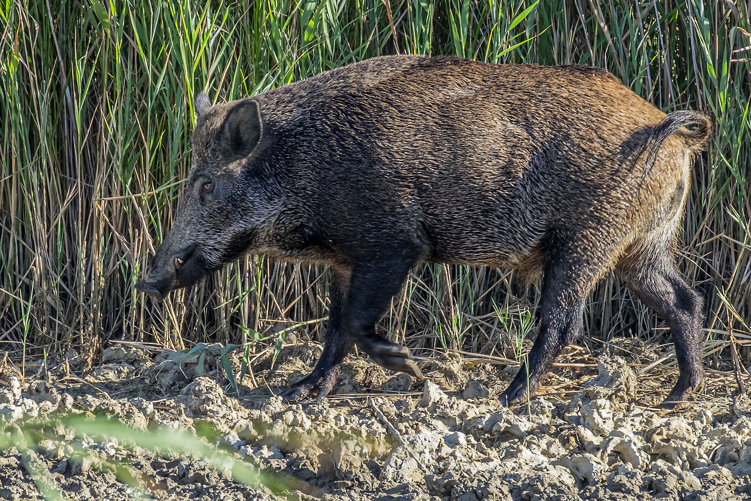 Cinghiale