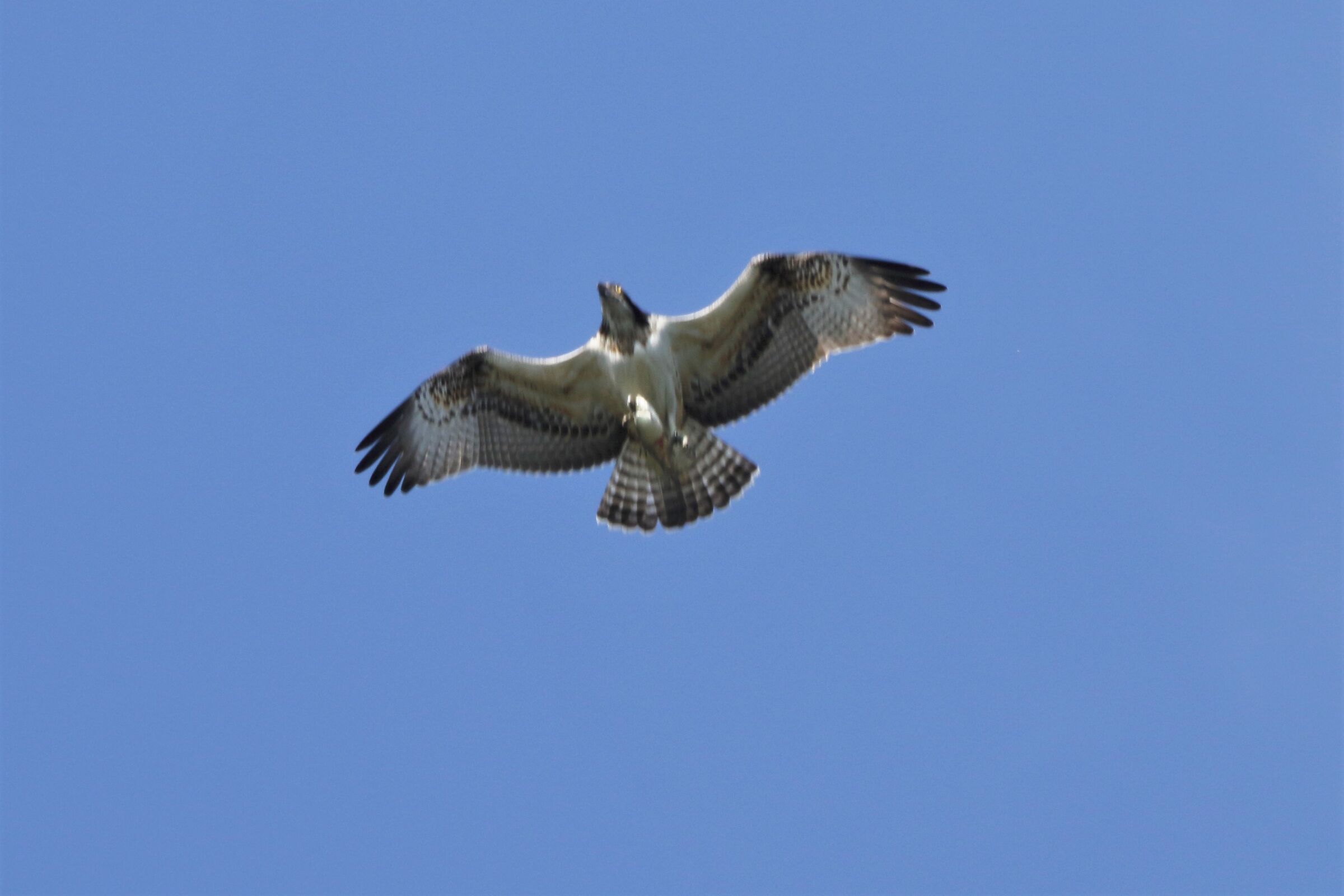 Osprey with prey 254