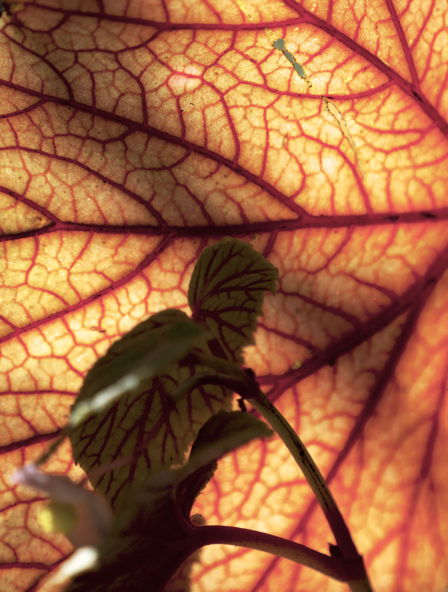 Leaves