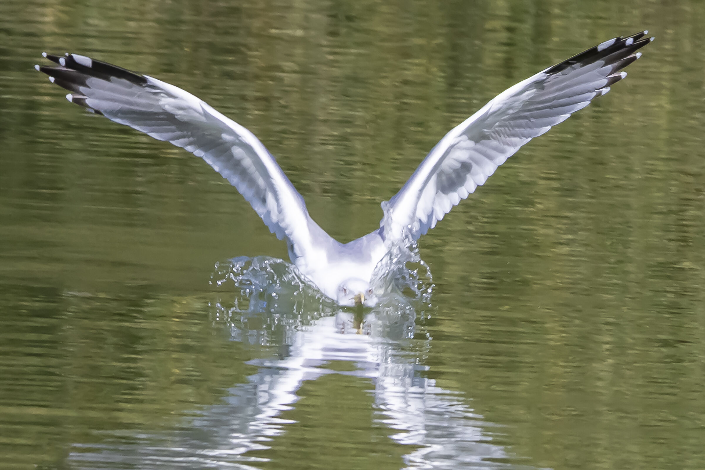 Landing on the water...