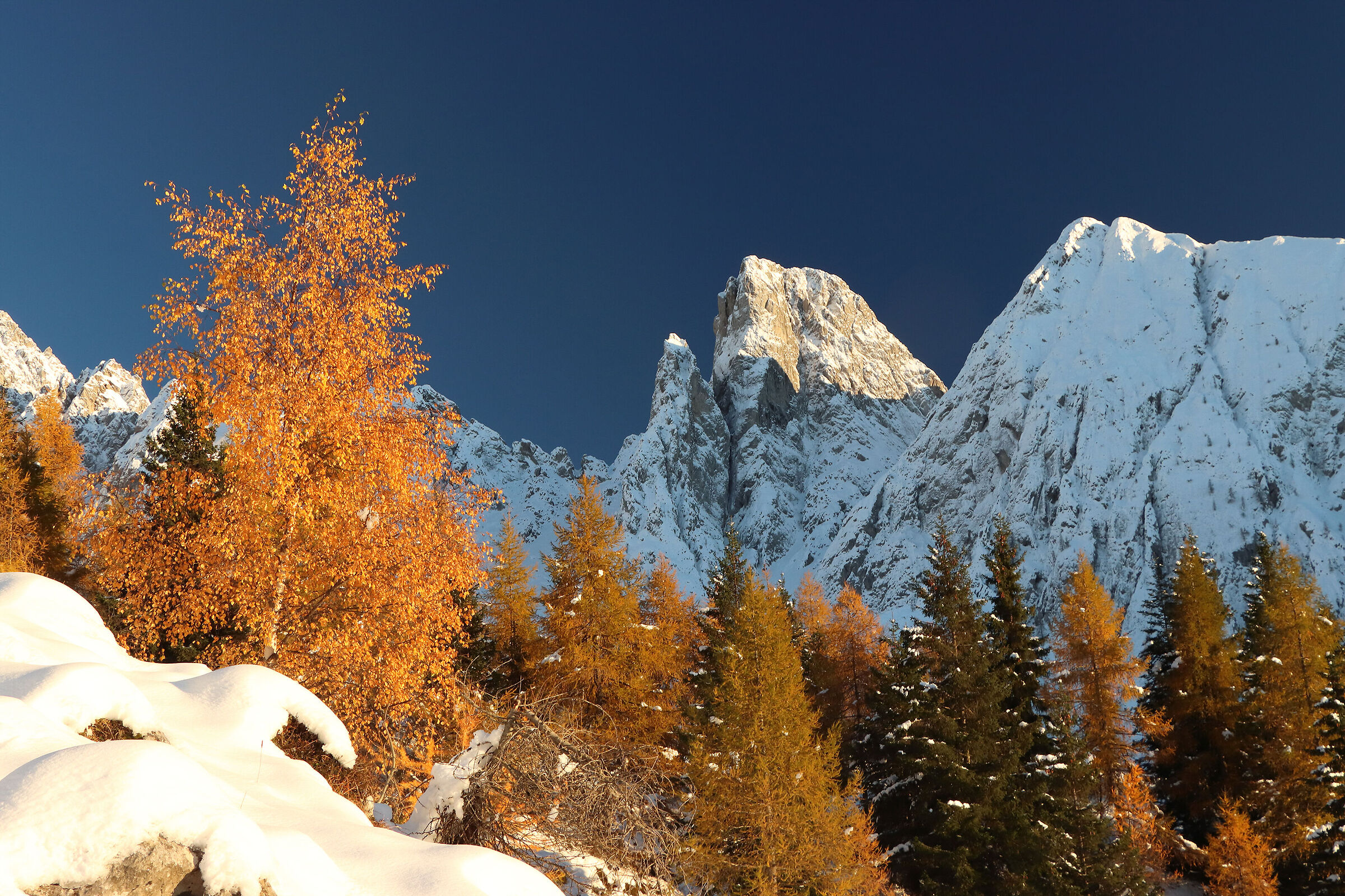 the gold of the Campelli