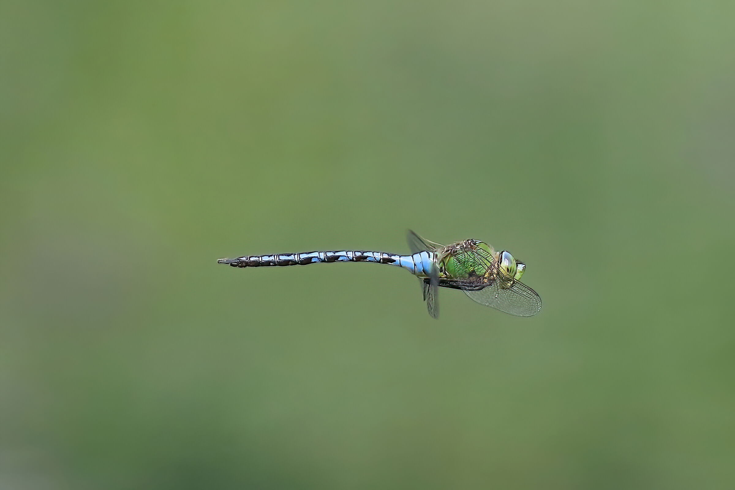 Anax imperator