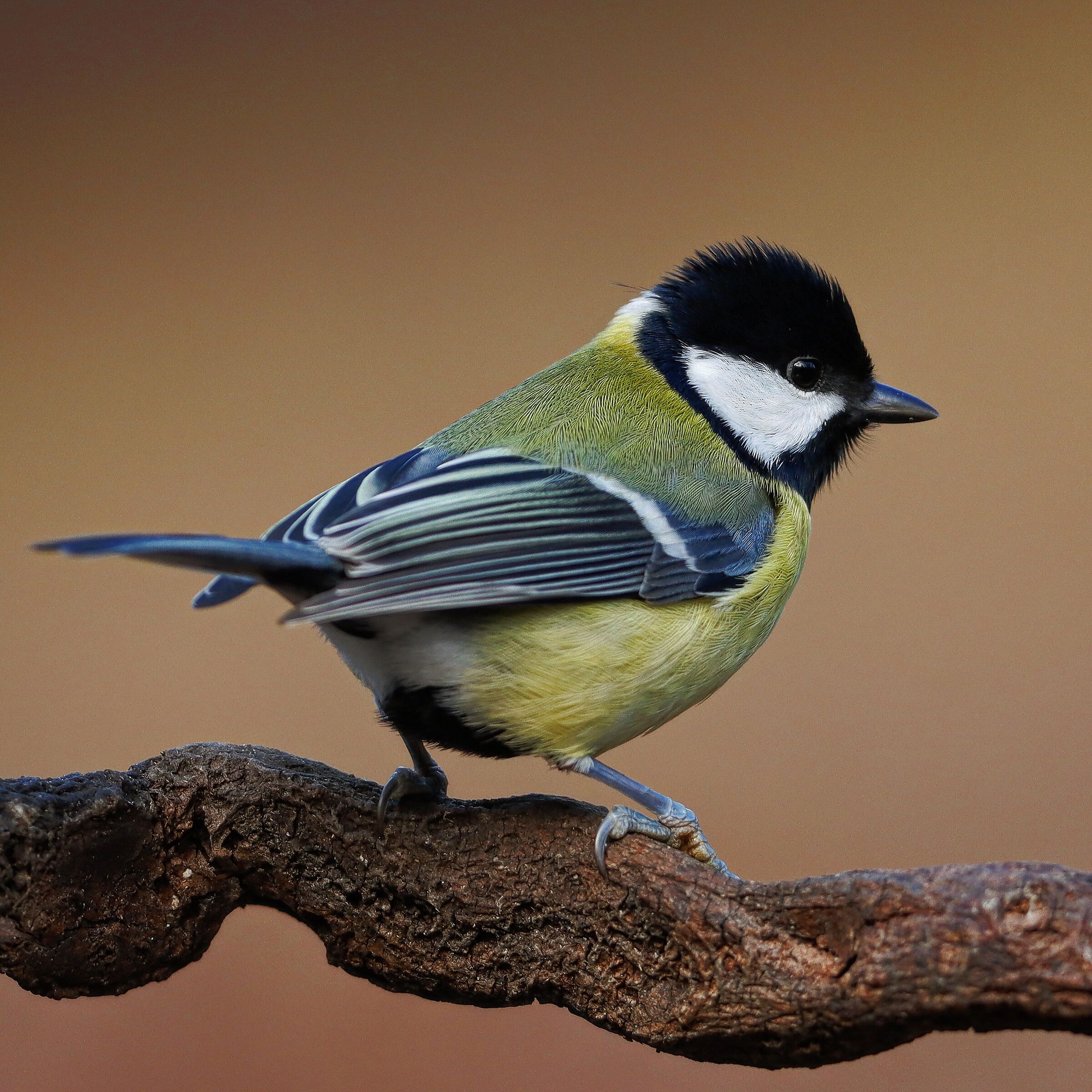 Allegra (ma non troppo) | Cheerful (but not too much)