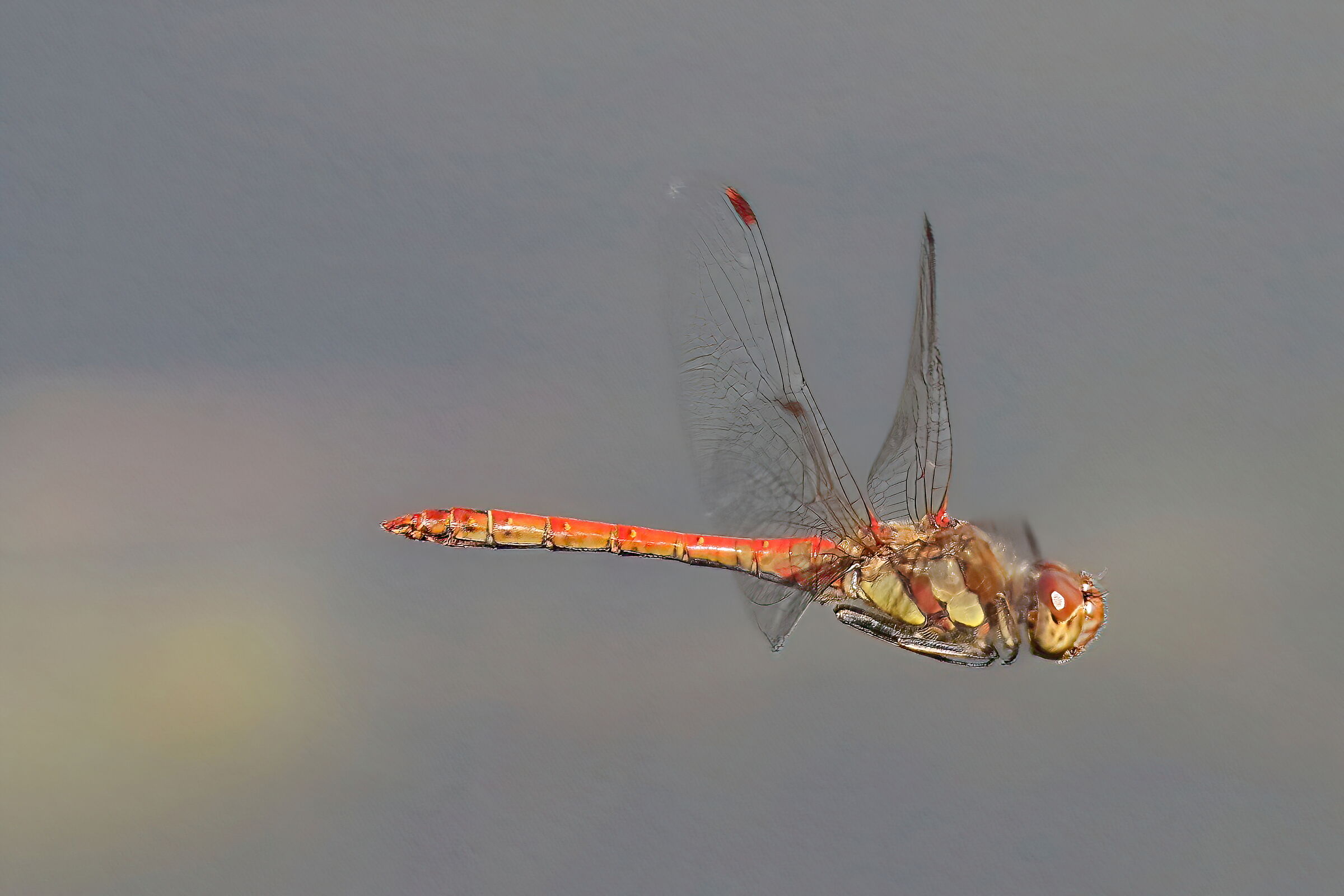 Sympetrum vulgatum