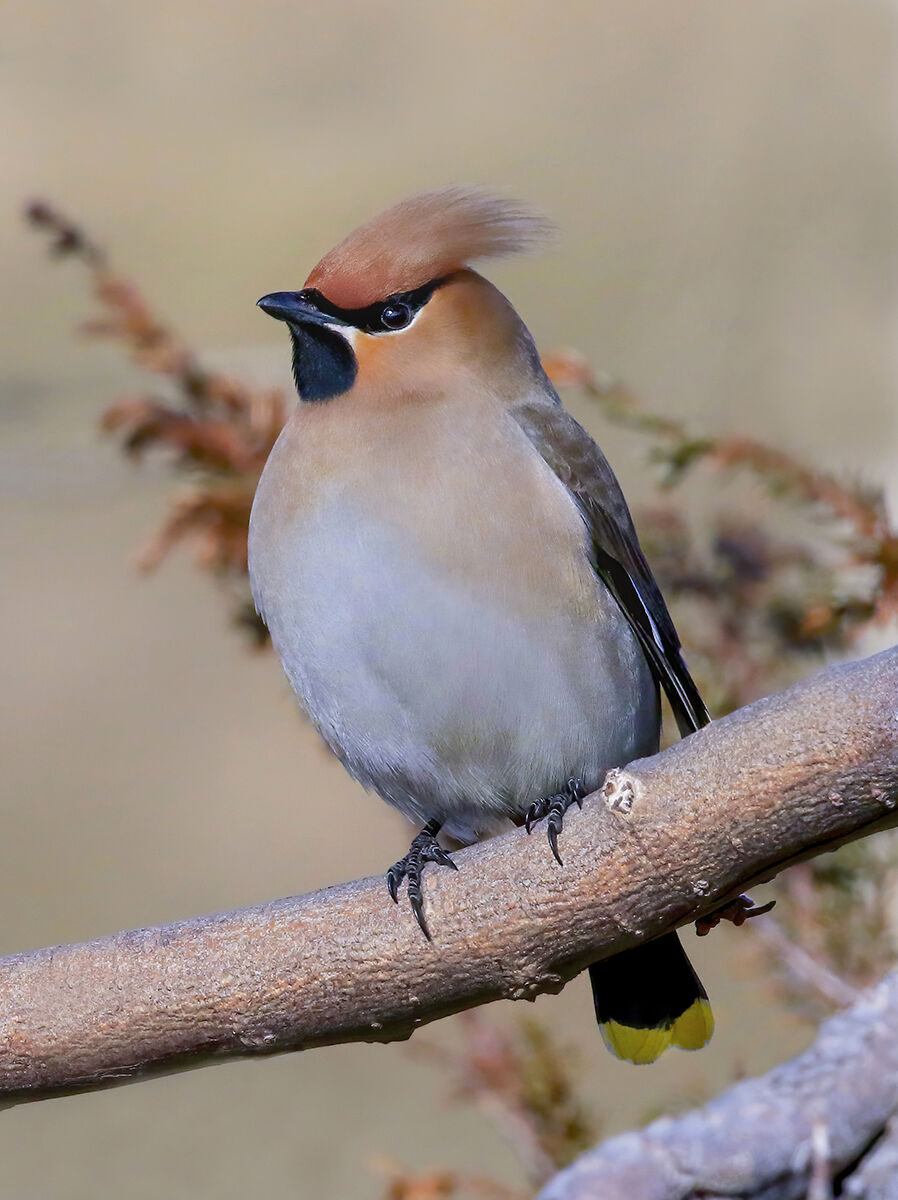 beccofrusone al sole