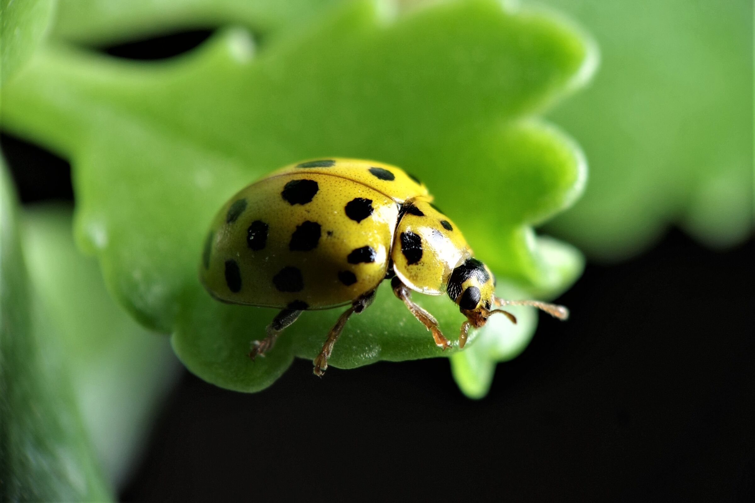 coccinella