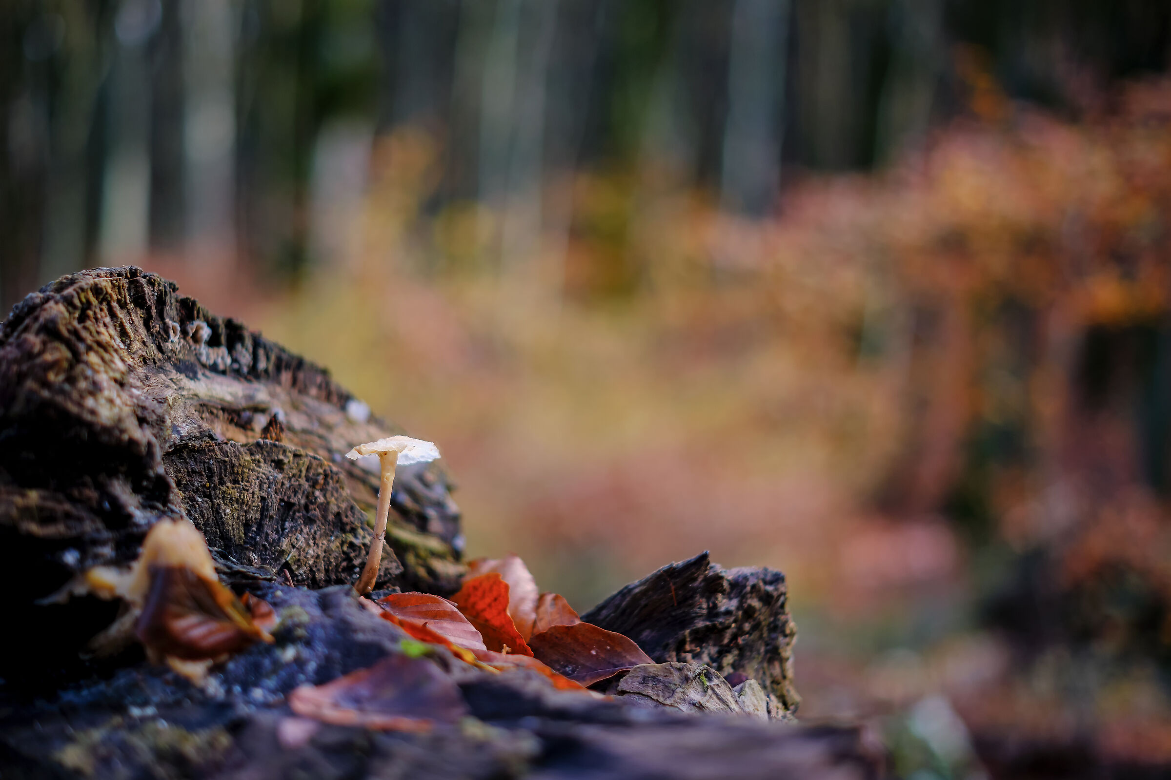Funghetto autunnale