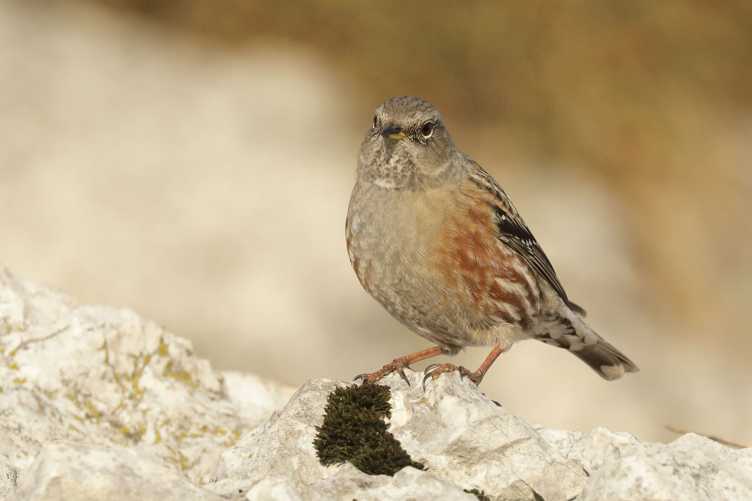 Alpine accentor