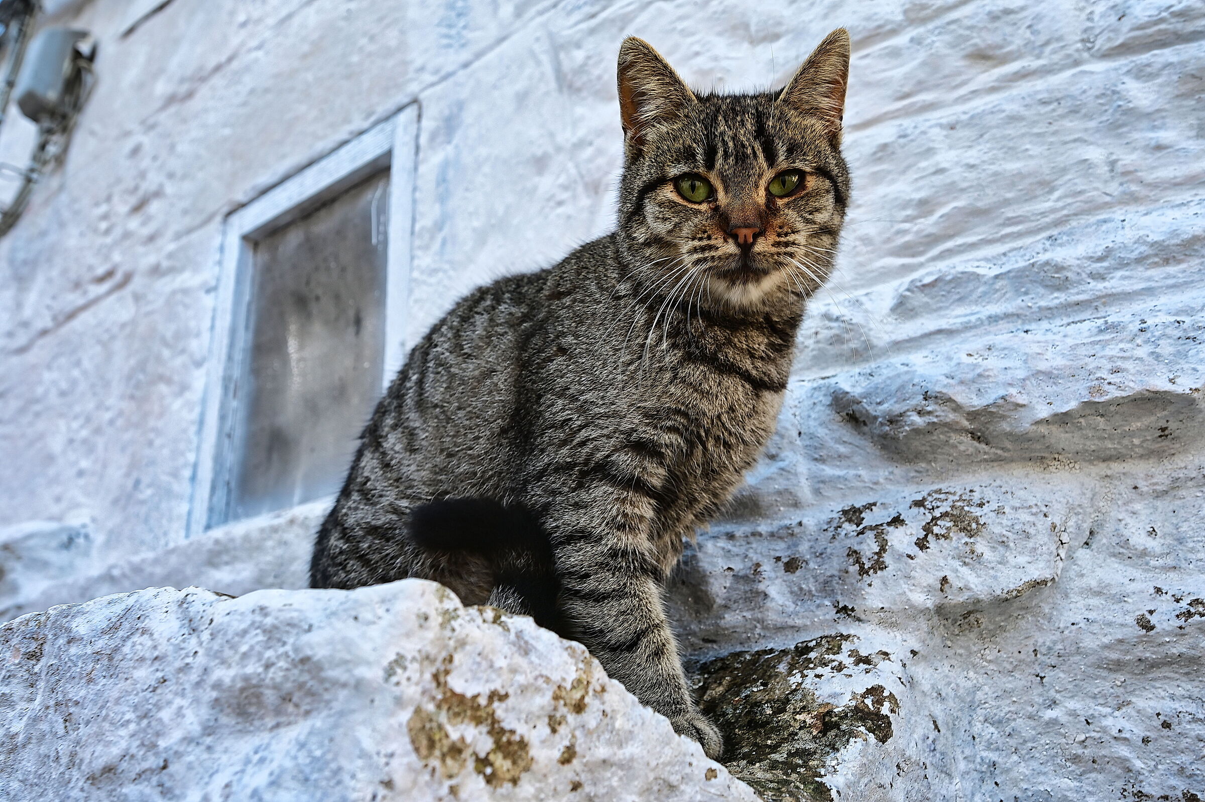 Il Gatto sul Trullo che scotta....