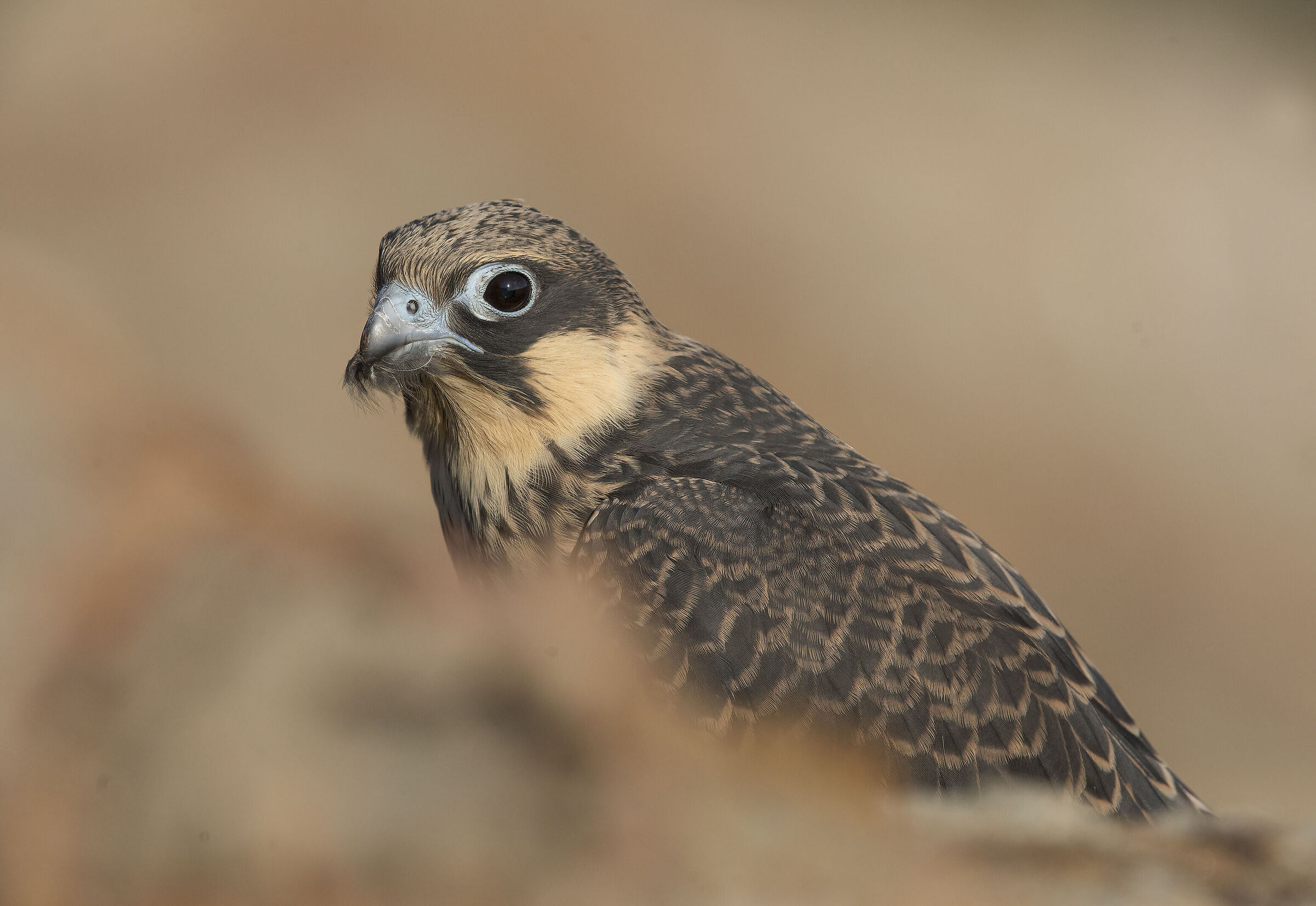 falco della regina(falco eleonorae)