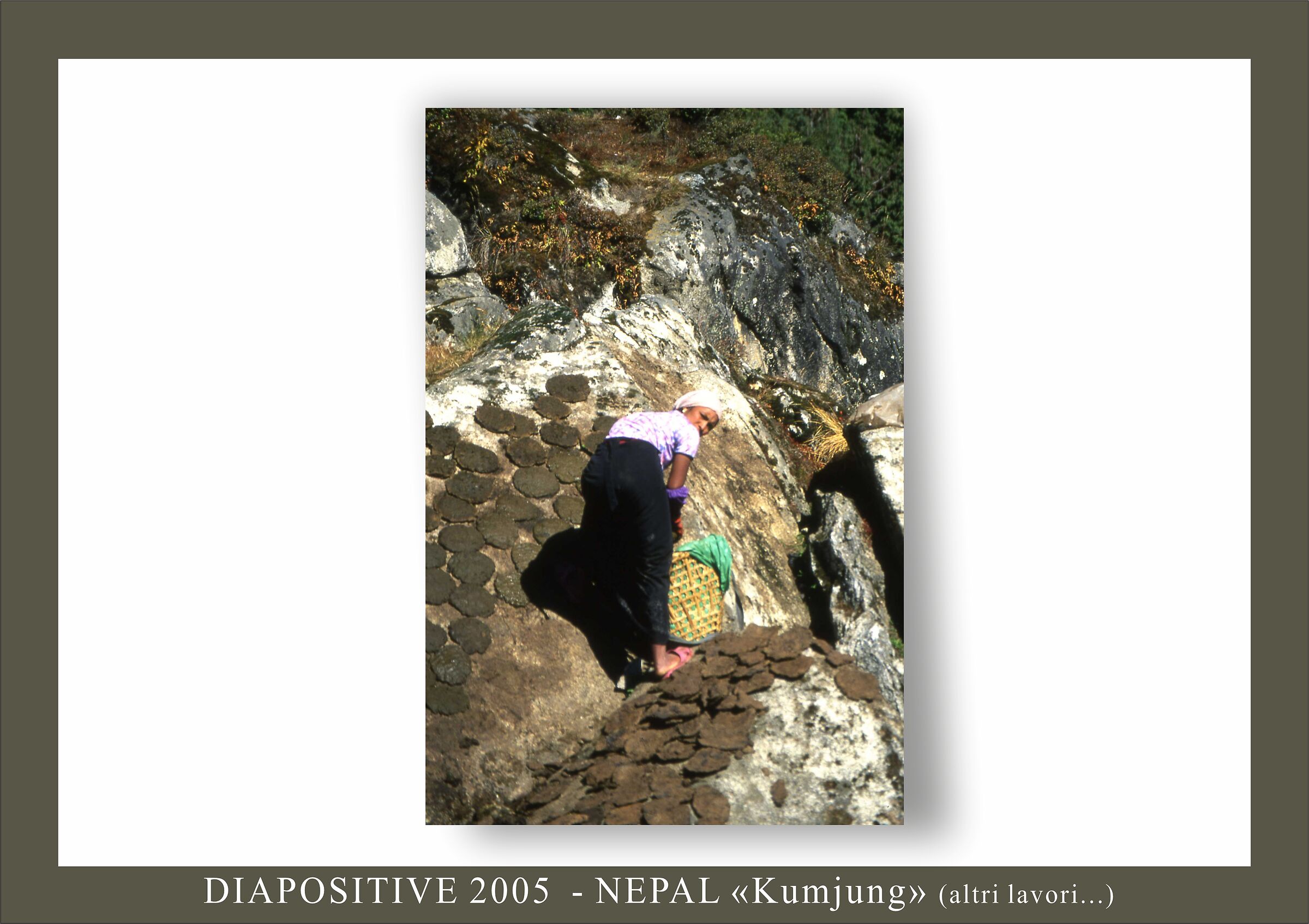 sterco per combustibile