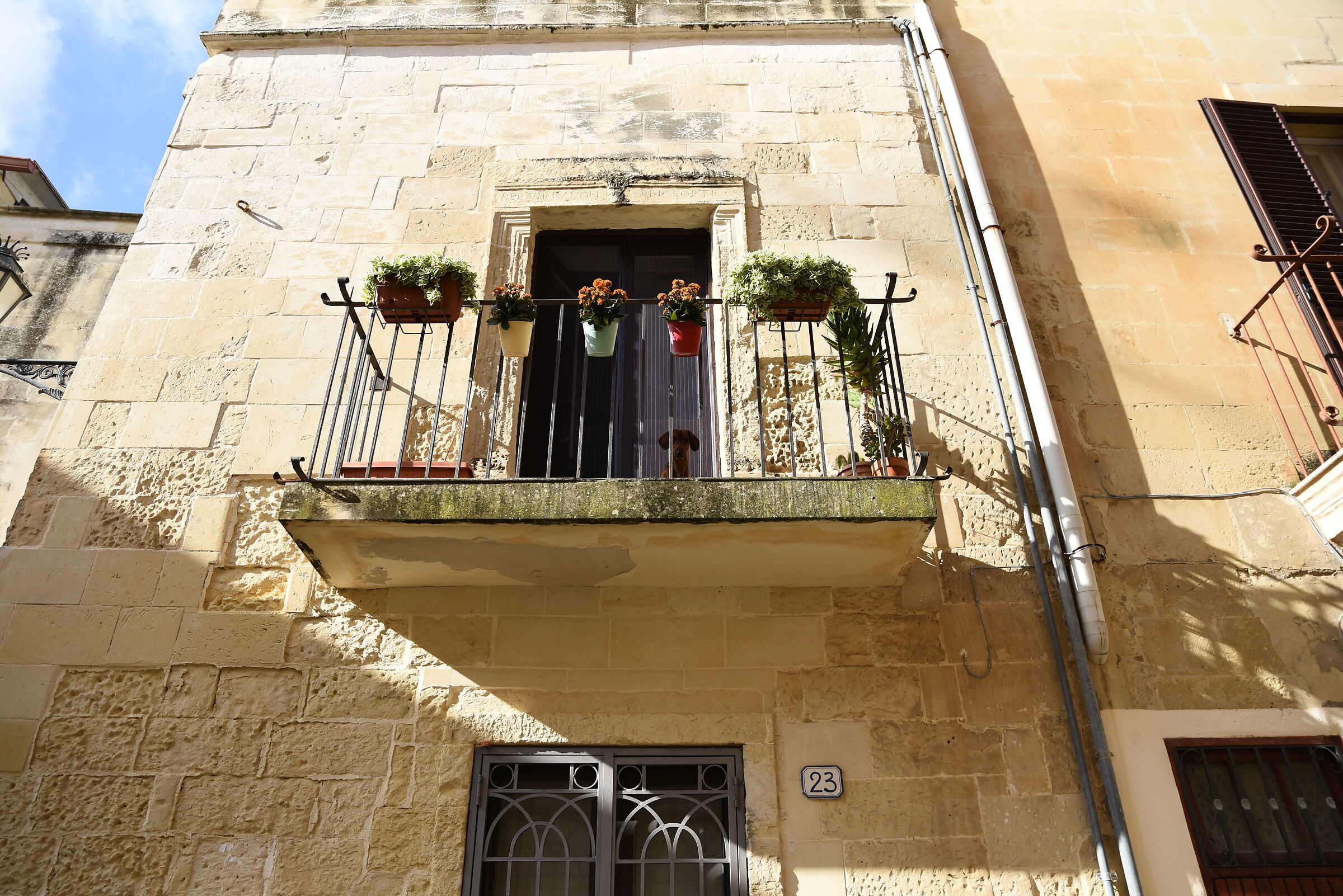 Animali domestici " al balcone "