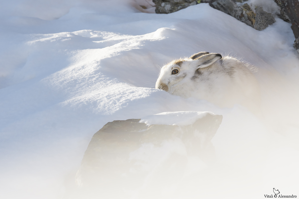White hare