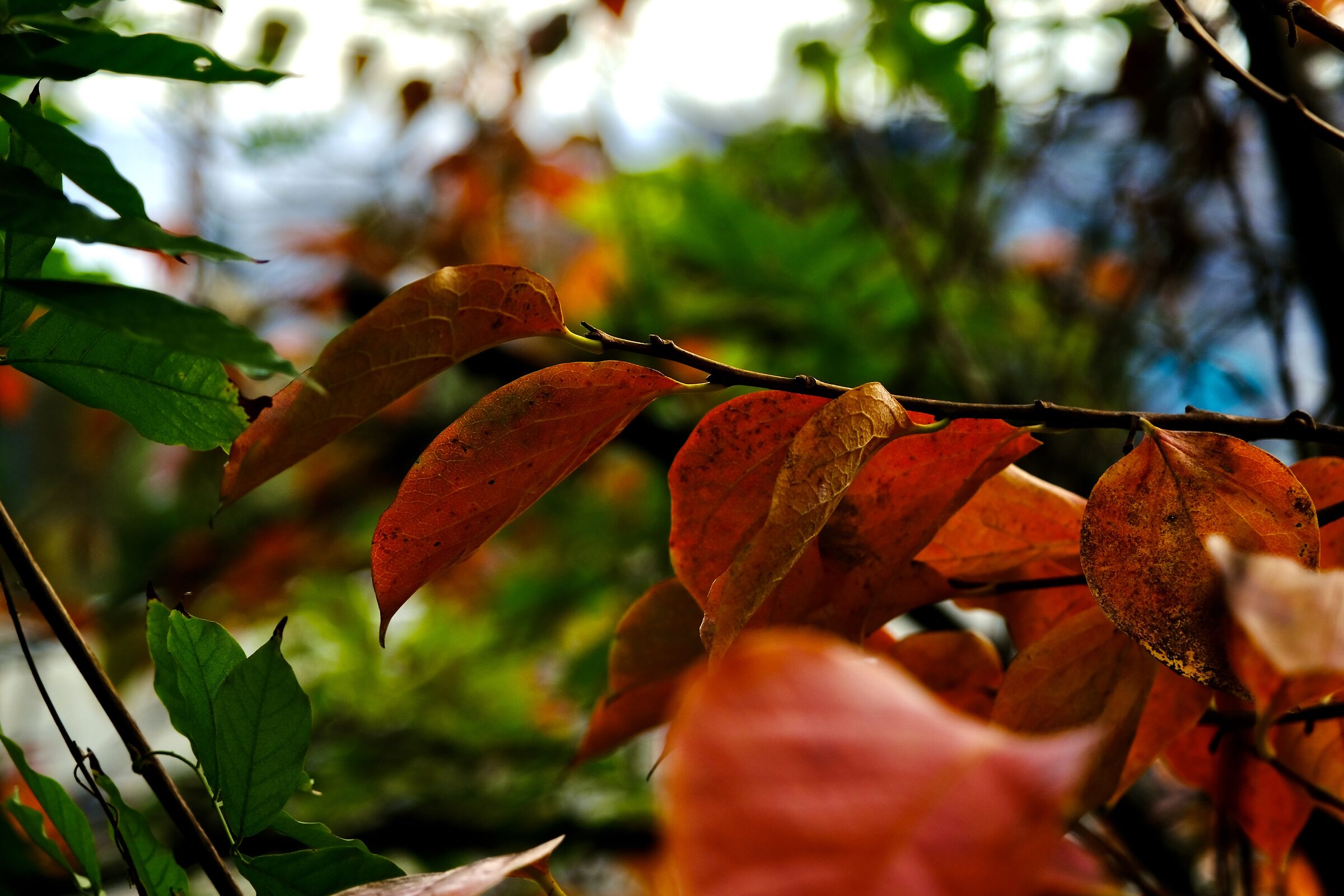 finalmente l'autunno!!