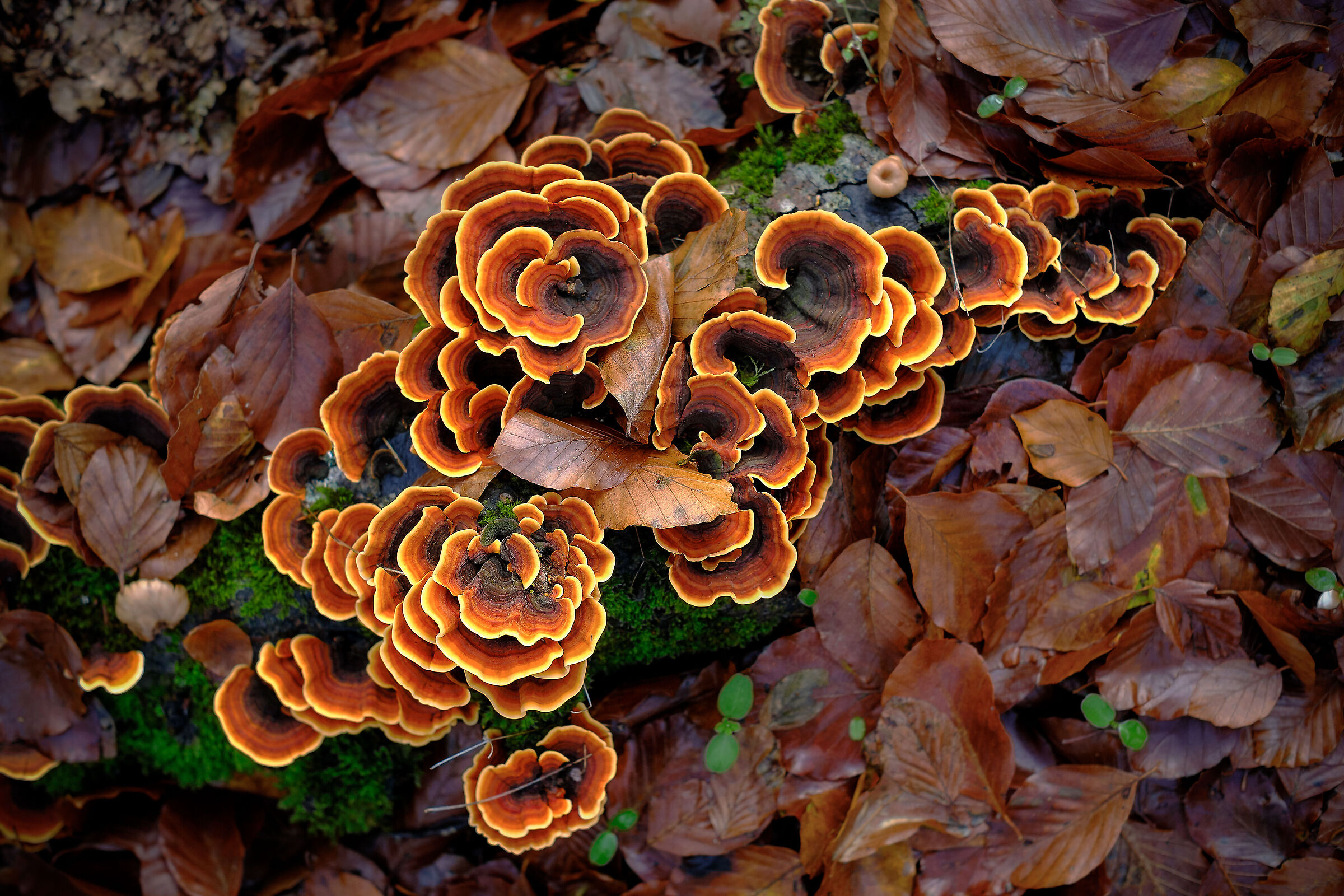Fluorescenze nel bosco
