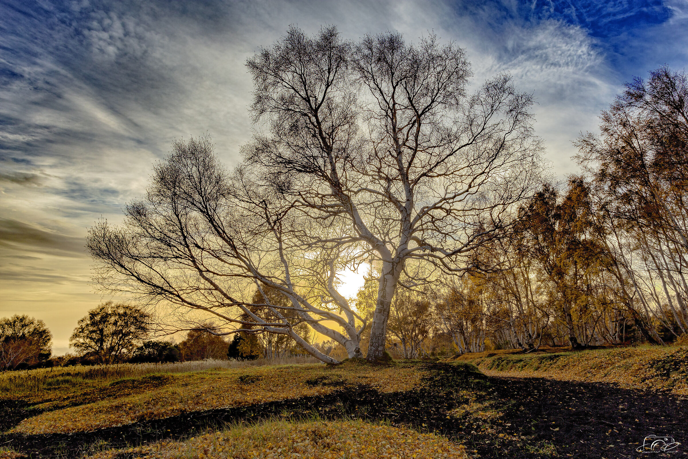 The Tree of Life