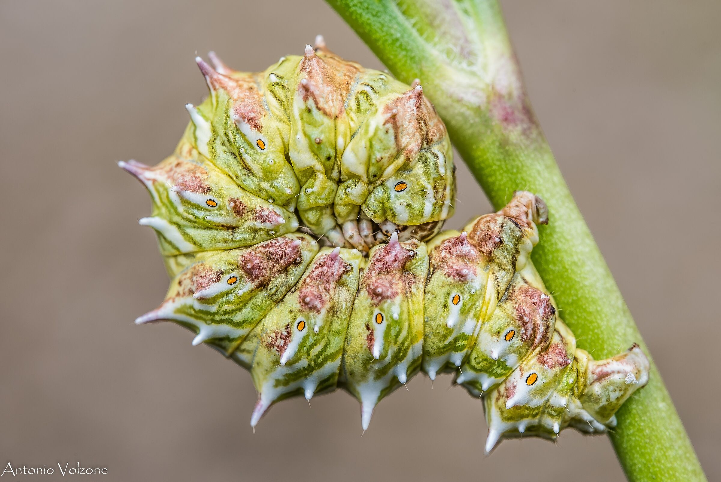 Apochima flabellaria