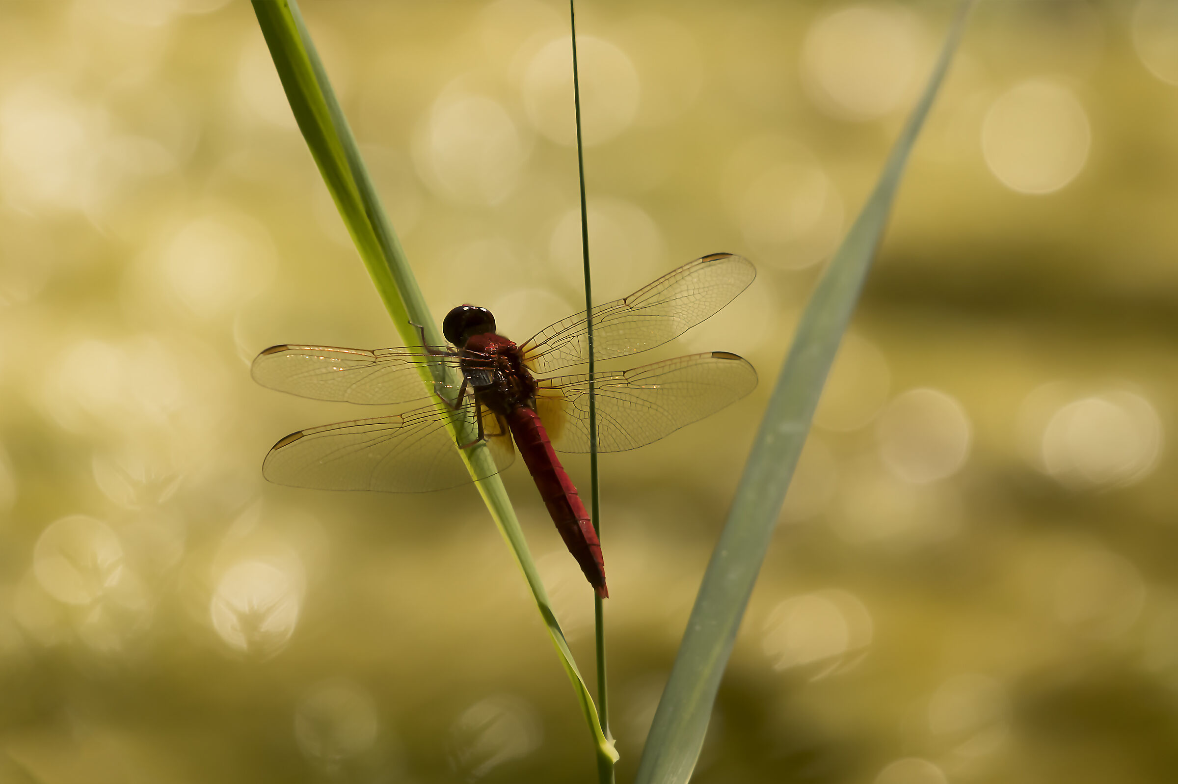 libellula rossa