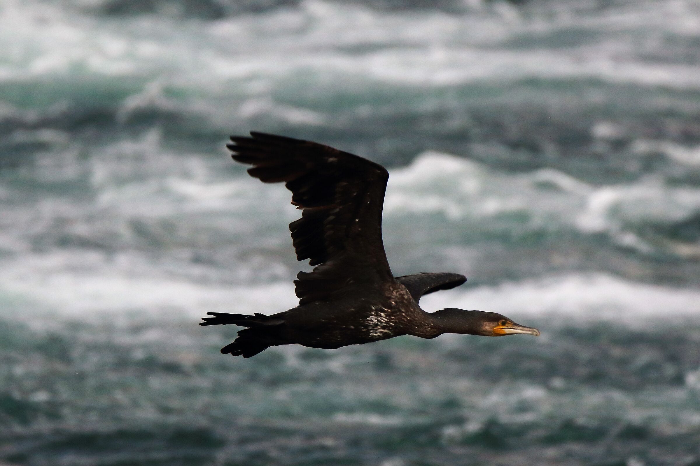 cormorant