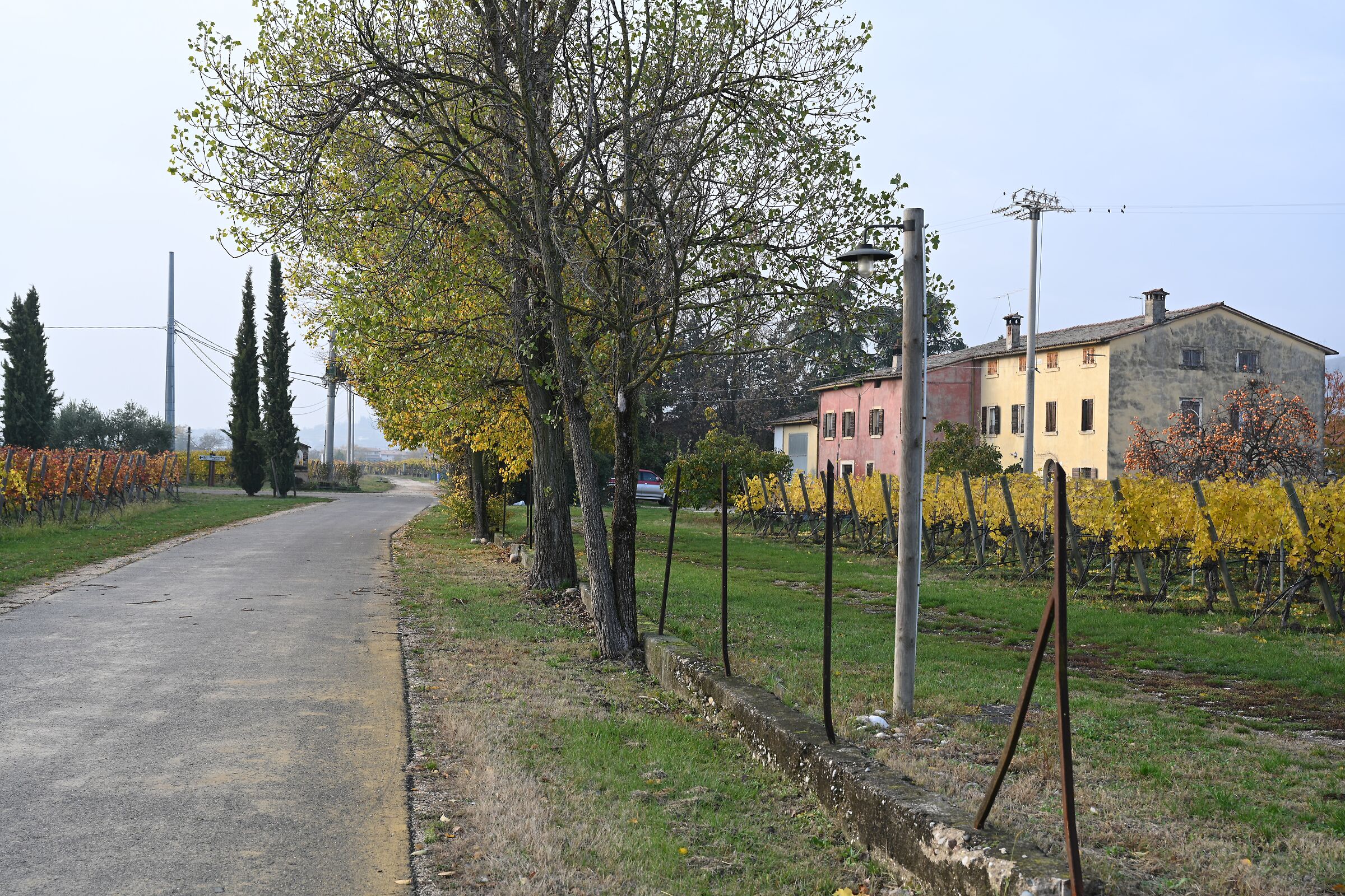 Golden vineyard of Valpolicella
