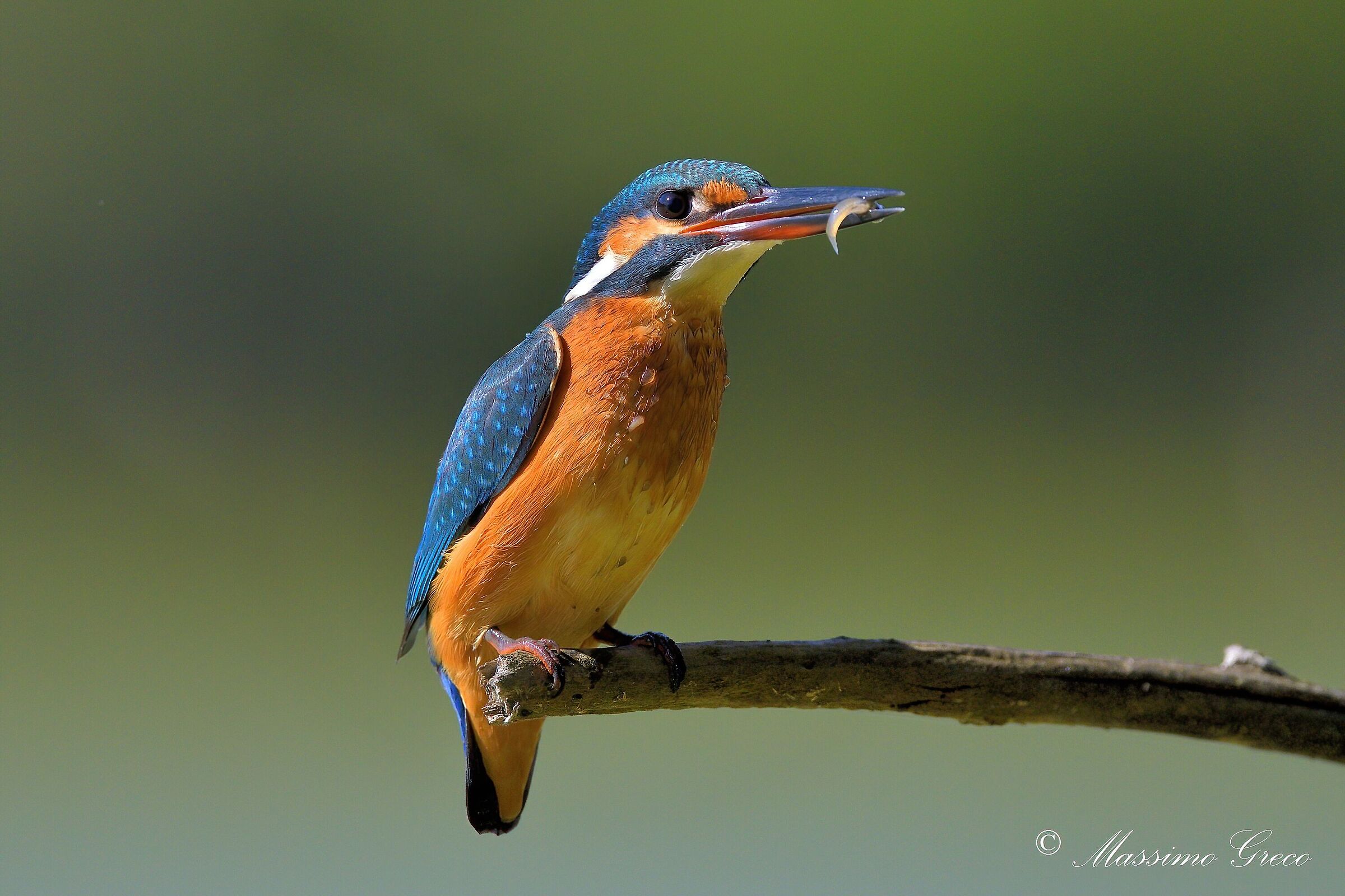 Kingfisher