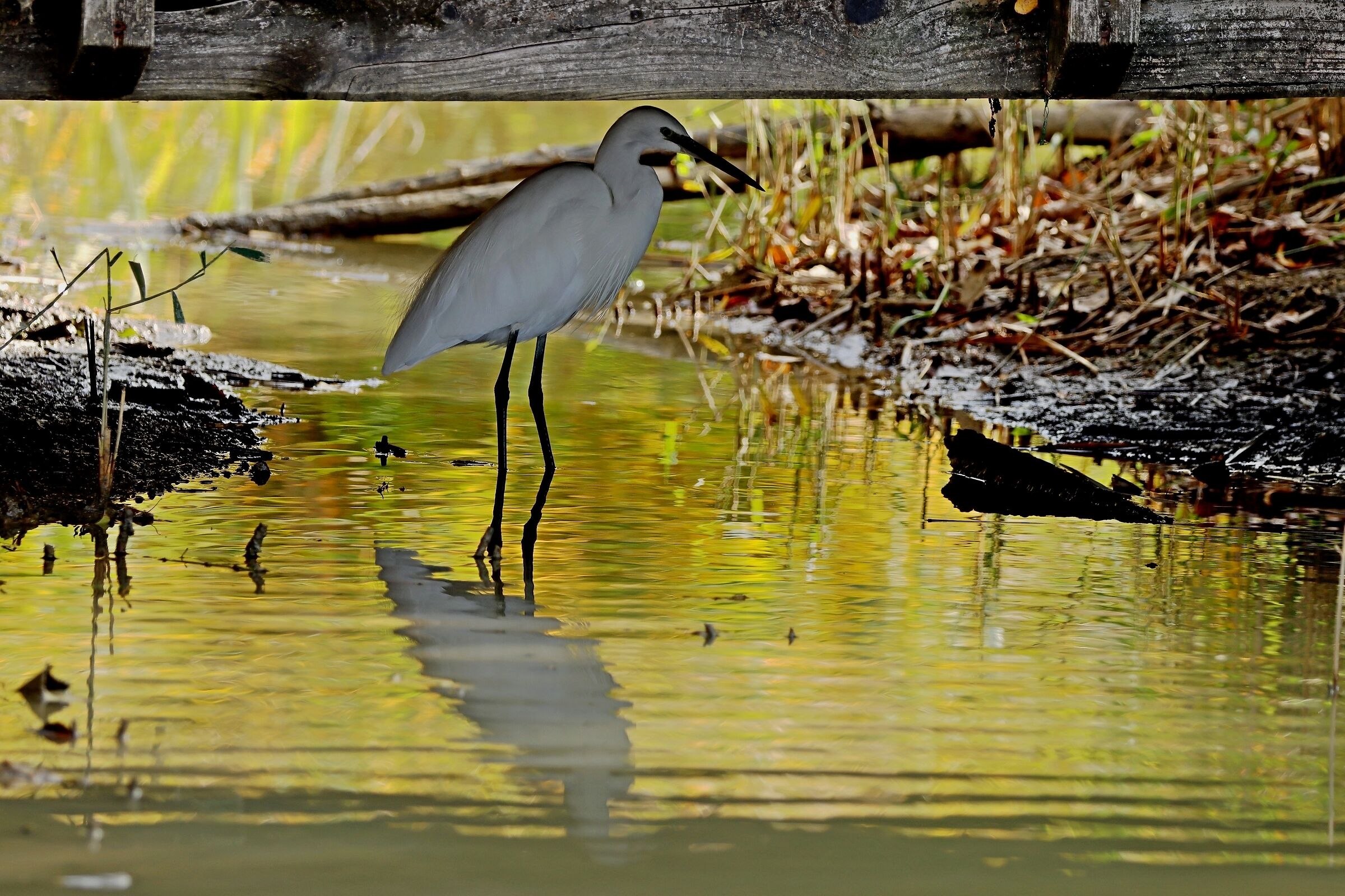 Sotto il ponte immersa nei colori