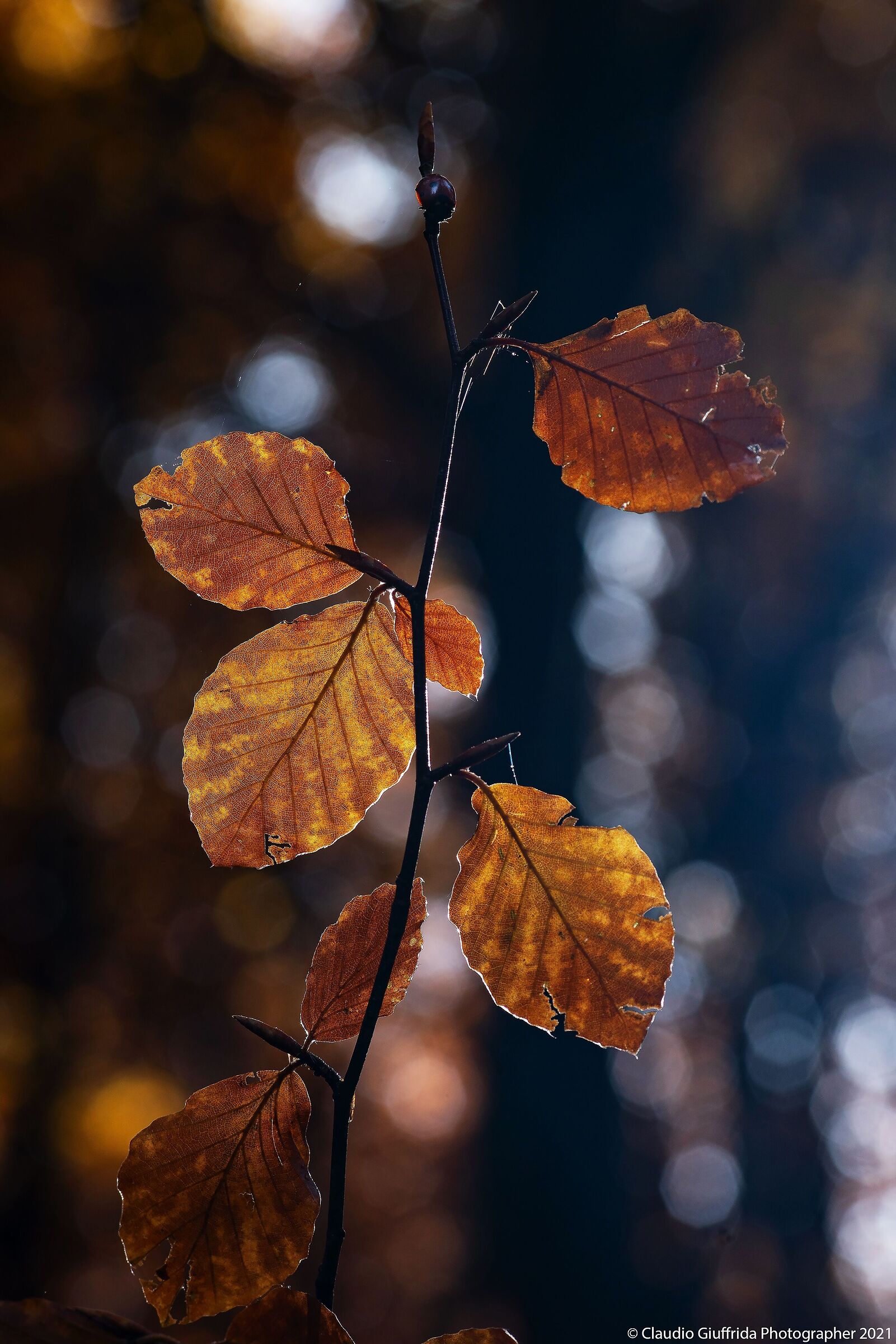Foglie in controluce
