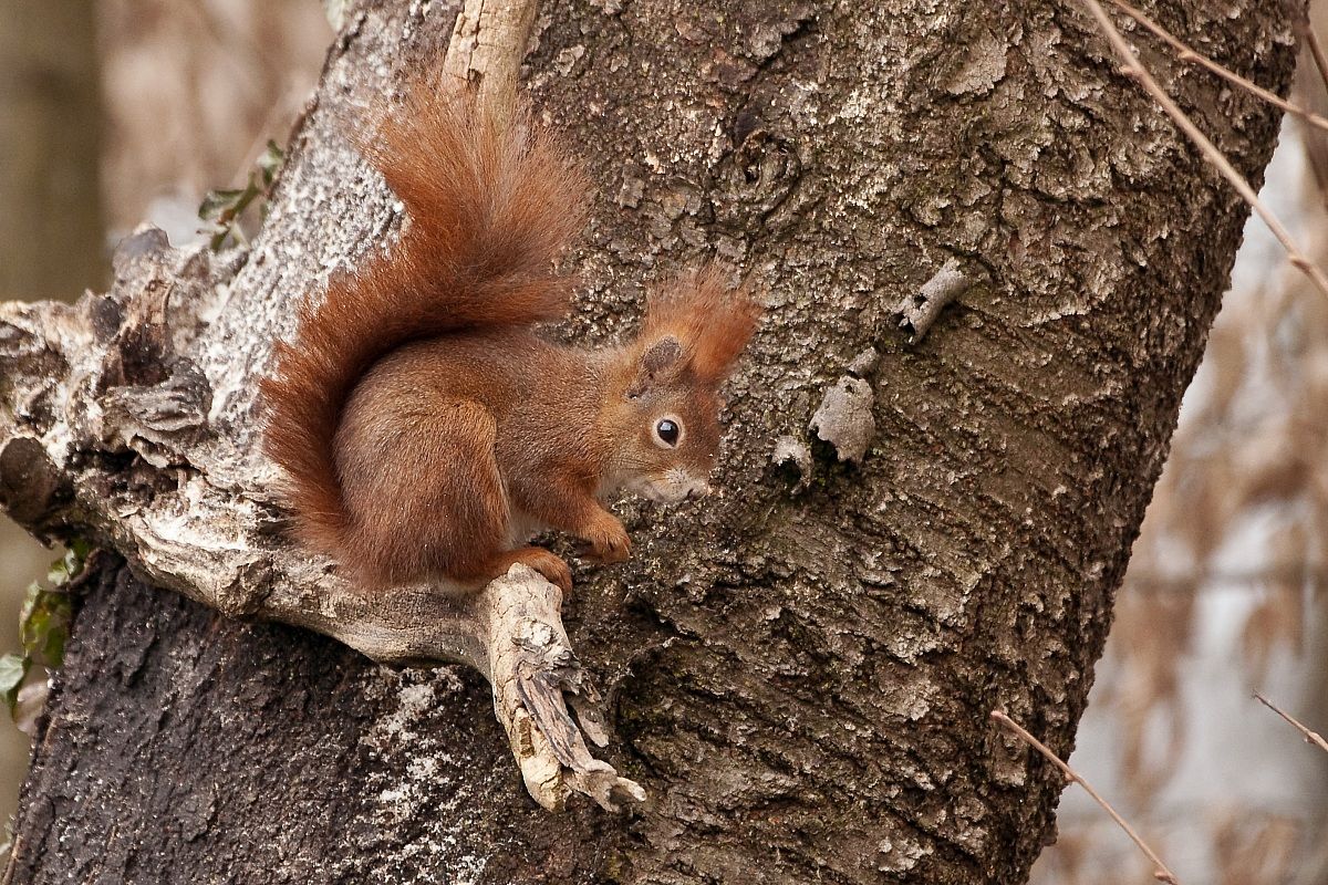 Red Squirrel